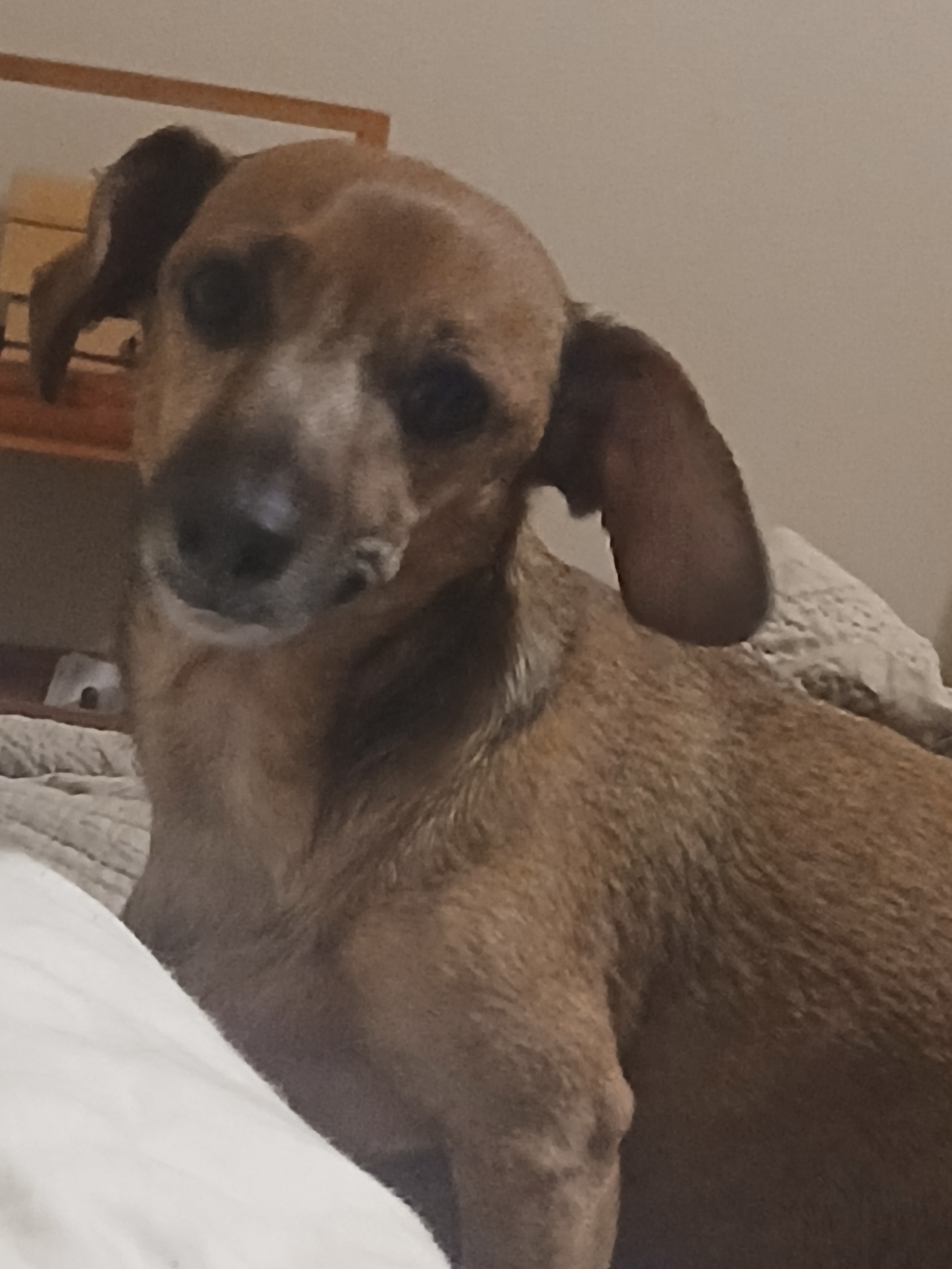 Save Sterling and Senior Dogs from Eviction campaign photo, 7 of 8