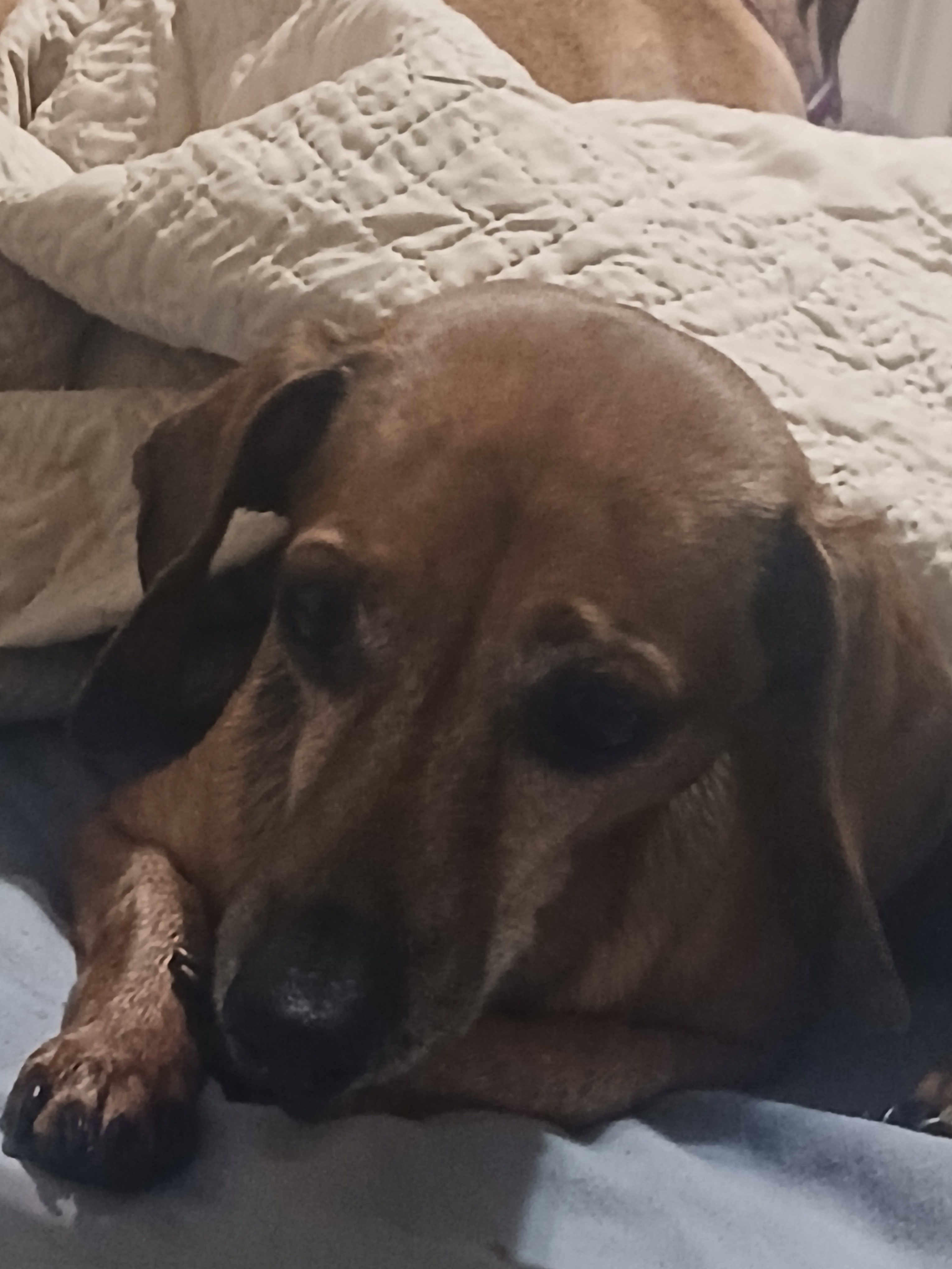 Save Sterling and Senior Dogs from Eviction campaign photo, 2 of 8