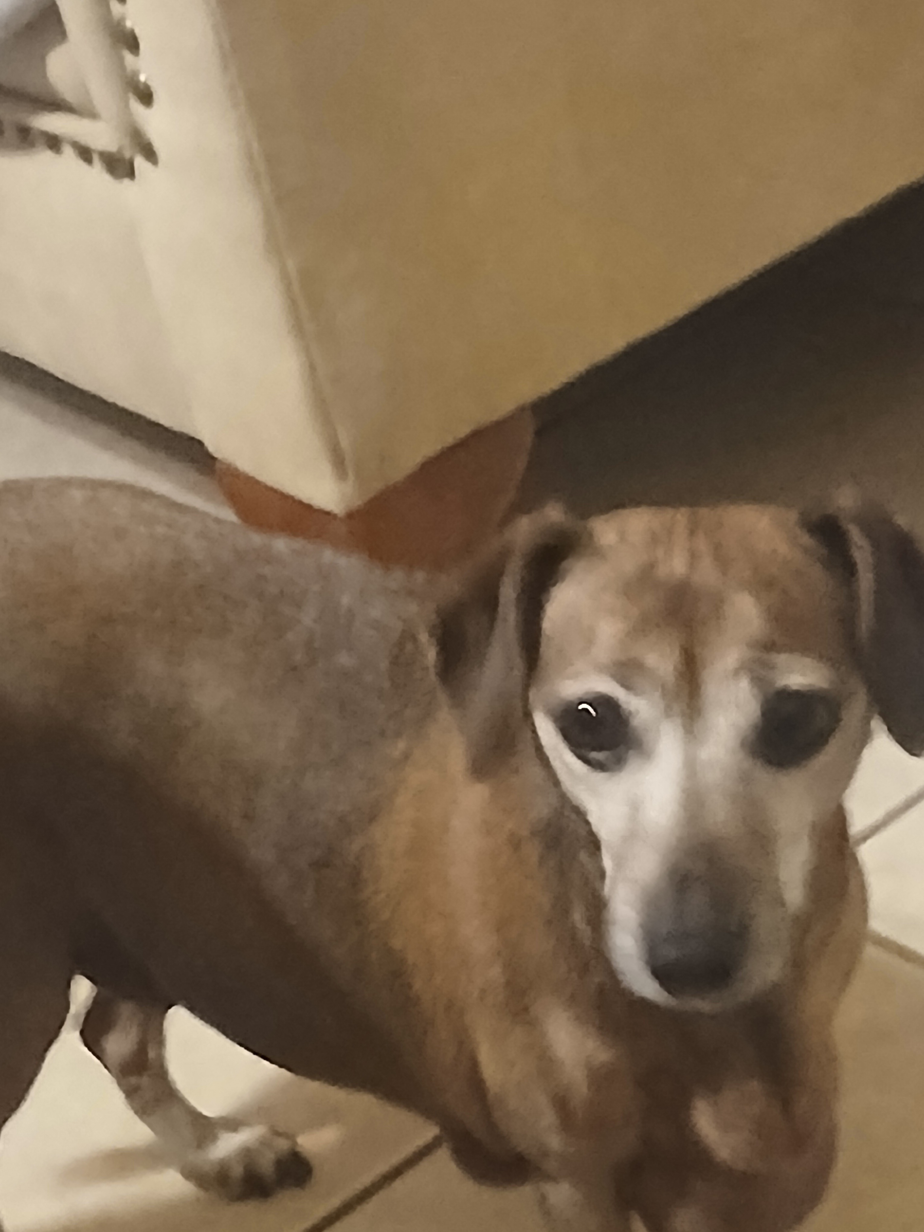 Save Sterling and Senior Dogs from Eviction campaign photo, 4 of 8