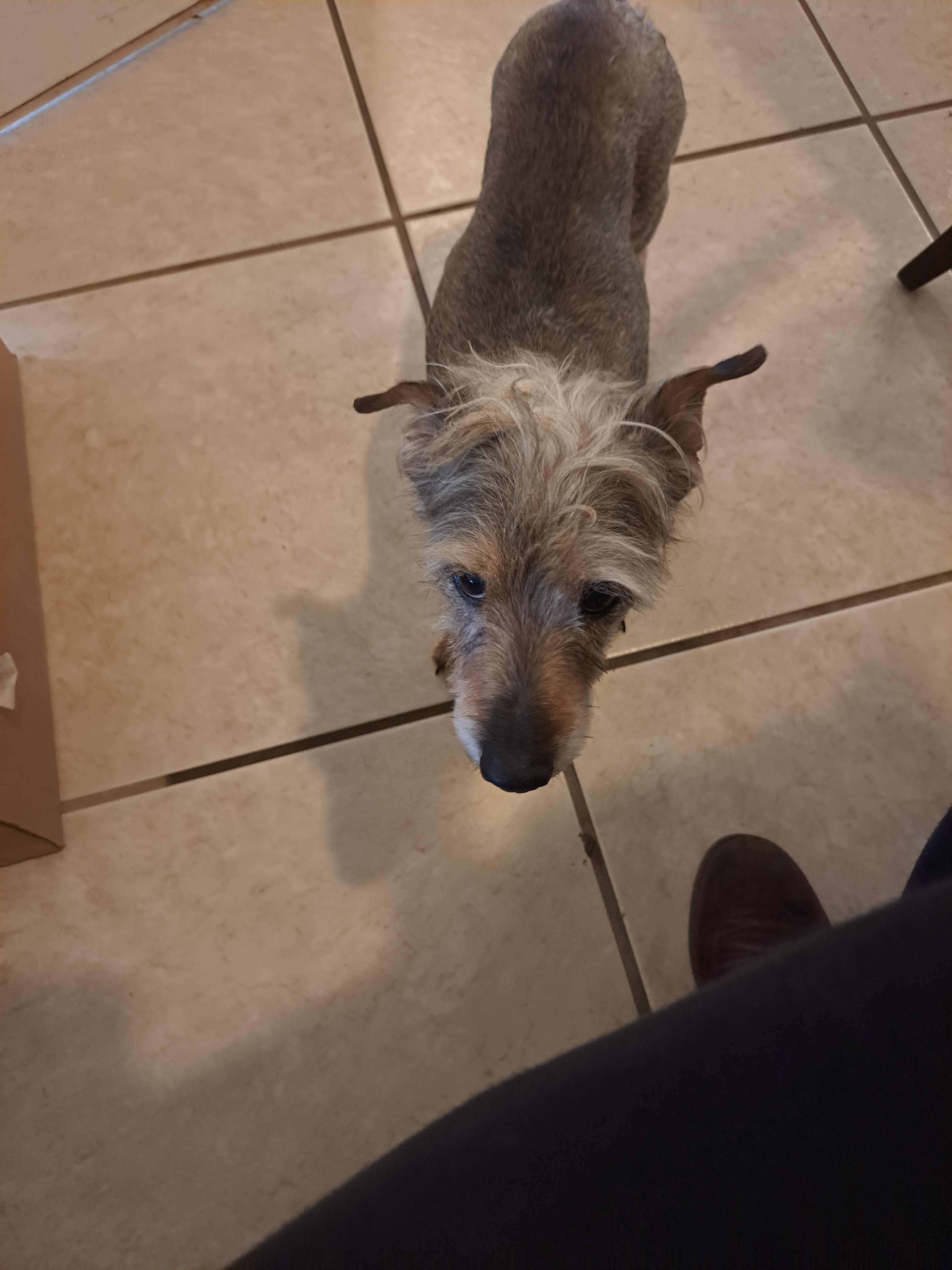 Save Sterling and Senior Dogs from Eviction campaign photo, 5 of 8