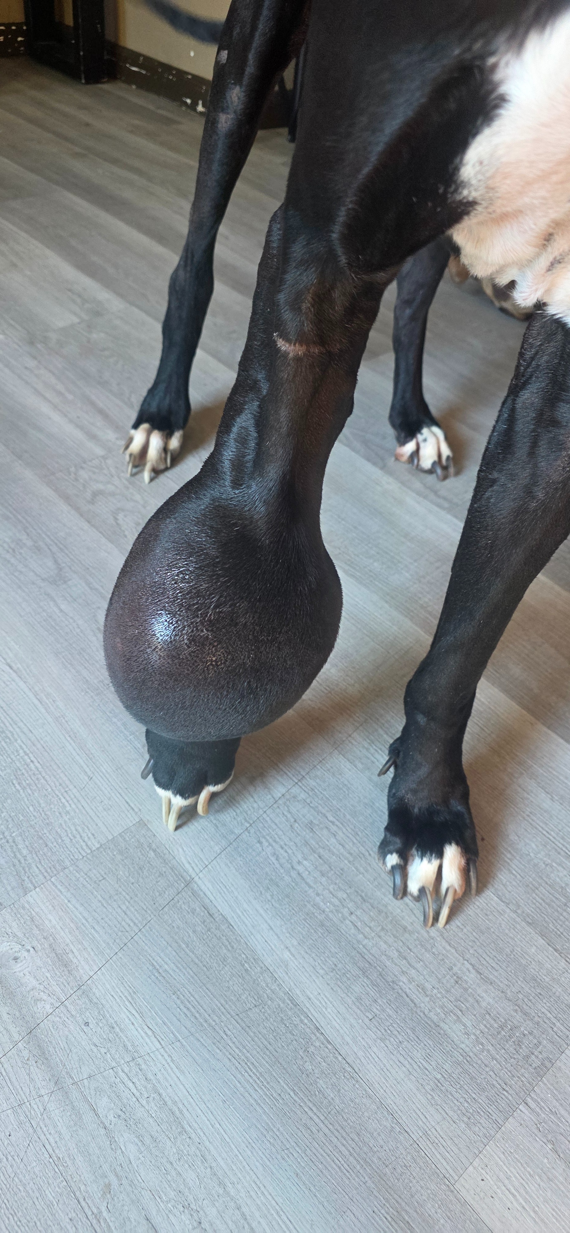 Support Kane's Life-Saving Surgery campaign photo, 5 of 6