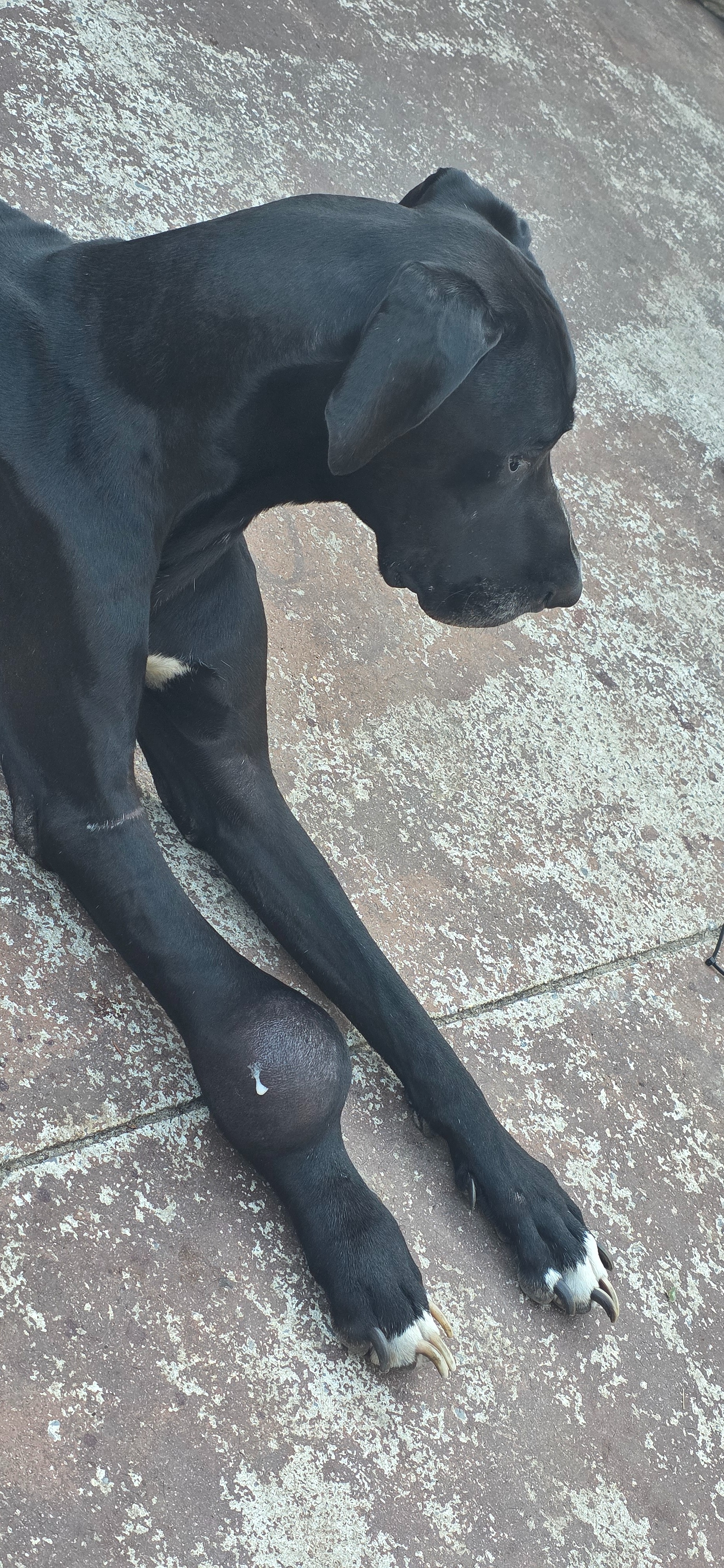Support Kane's Life-Saving Surgery campaign photo, 2 of 6