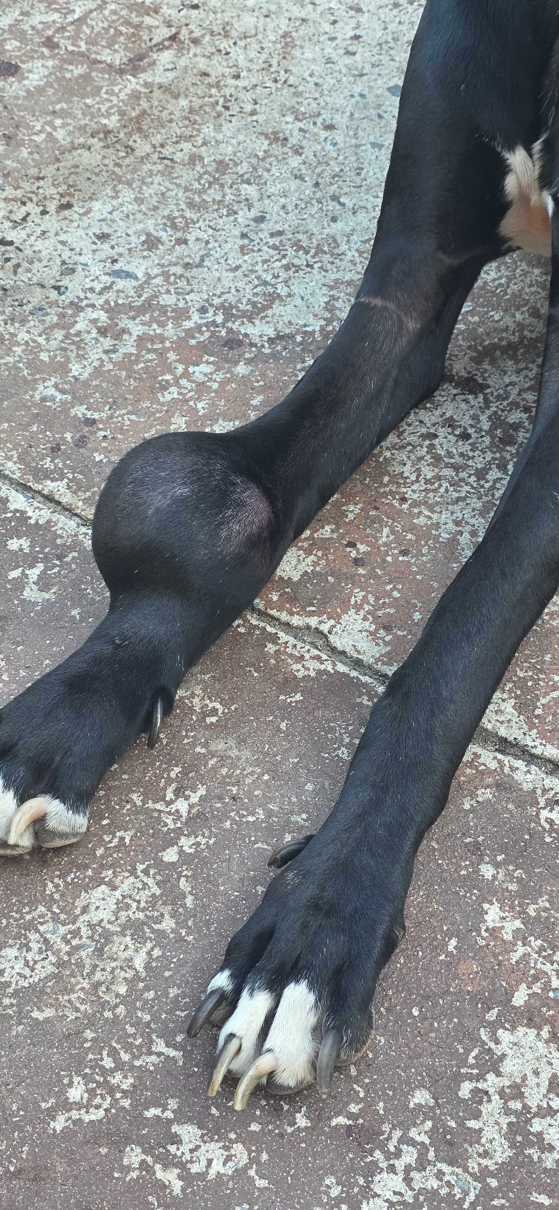 Support Kane's Life-Saving Surgery campaign photo, 4 of 6