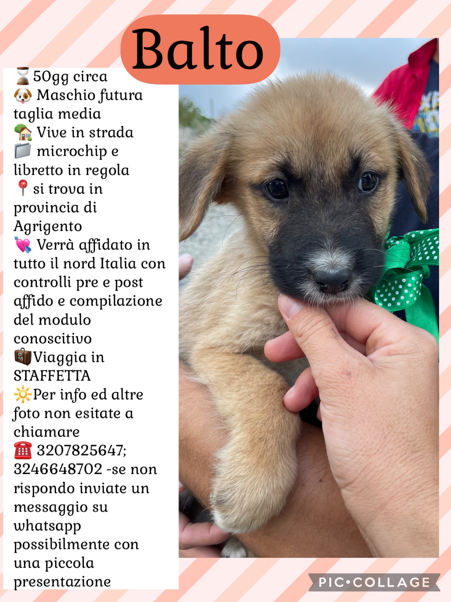 Aiutiamo queste sei meraviglie ad uscire dal canile! campaign photo, 7 of 8