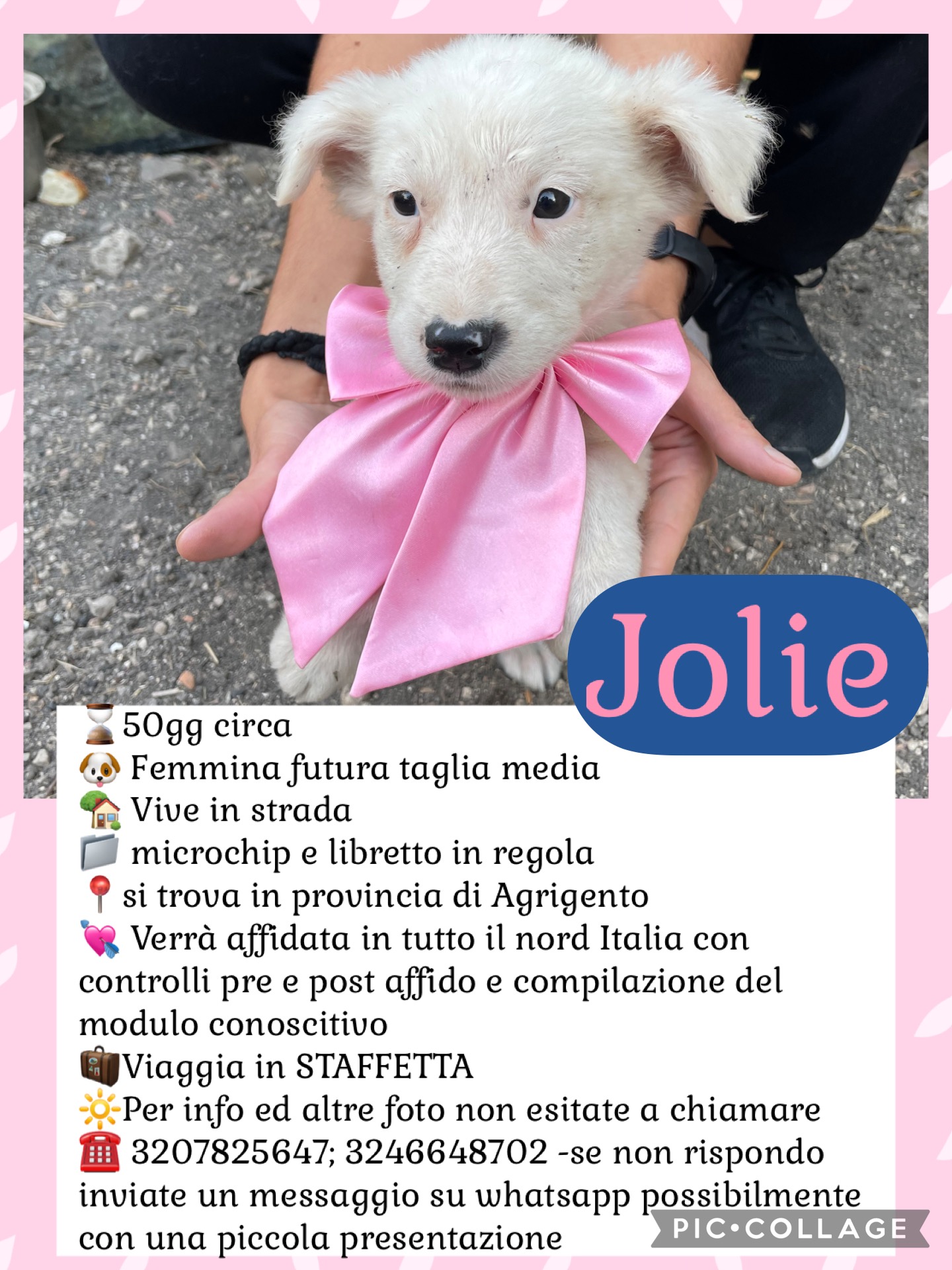 Aiutiamo queste sei meraviglie ad uscire dal canile! campaign photo, 2 of 8