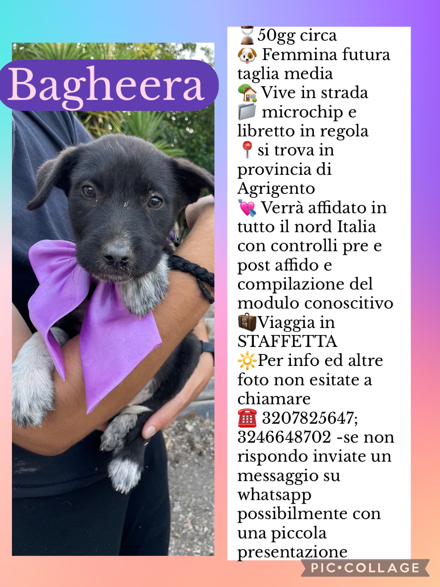 Aiutiamo queste sei meraviglie ad uscire dal canile! campaign photo, 5 of 8