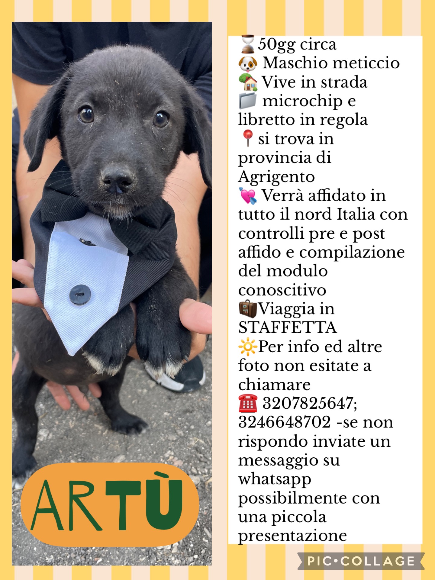 Aiutiamo queste sei meraviglie ad uscire dal canile! campaign photo, 6 of 8