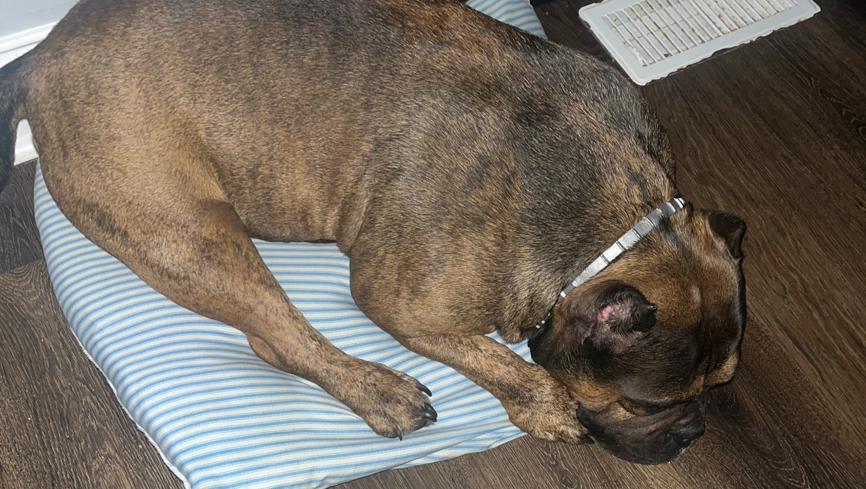 Help Duke and Kitty Get Vital Vet Care photo