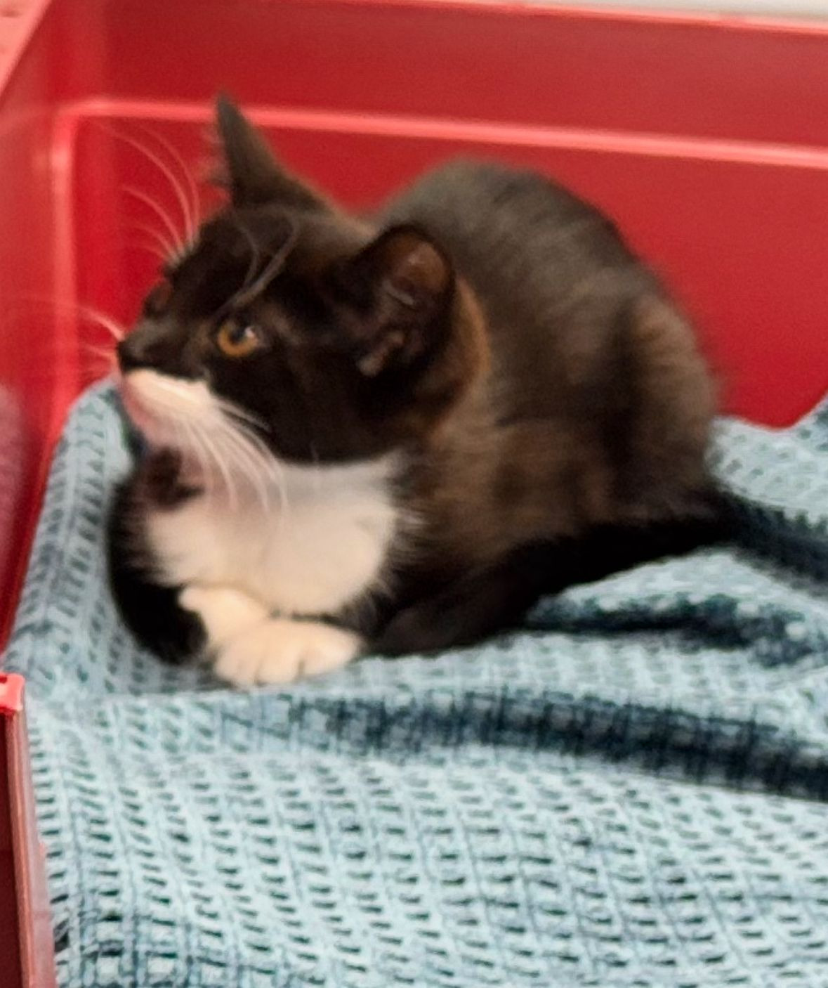 Help Dolly Pickleton! A stray kitten nearly eaten by a fox campaign photo, 5 of 6