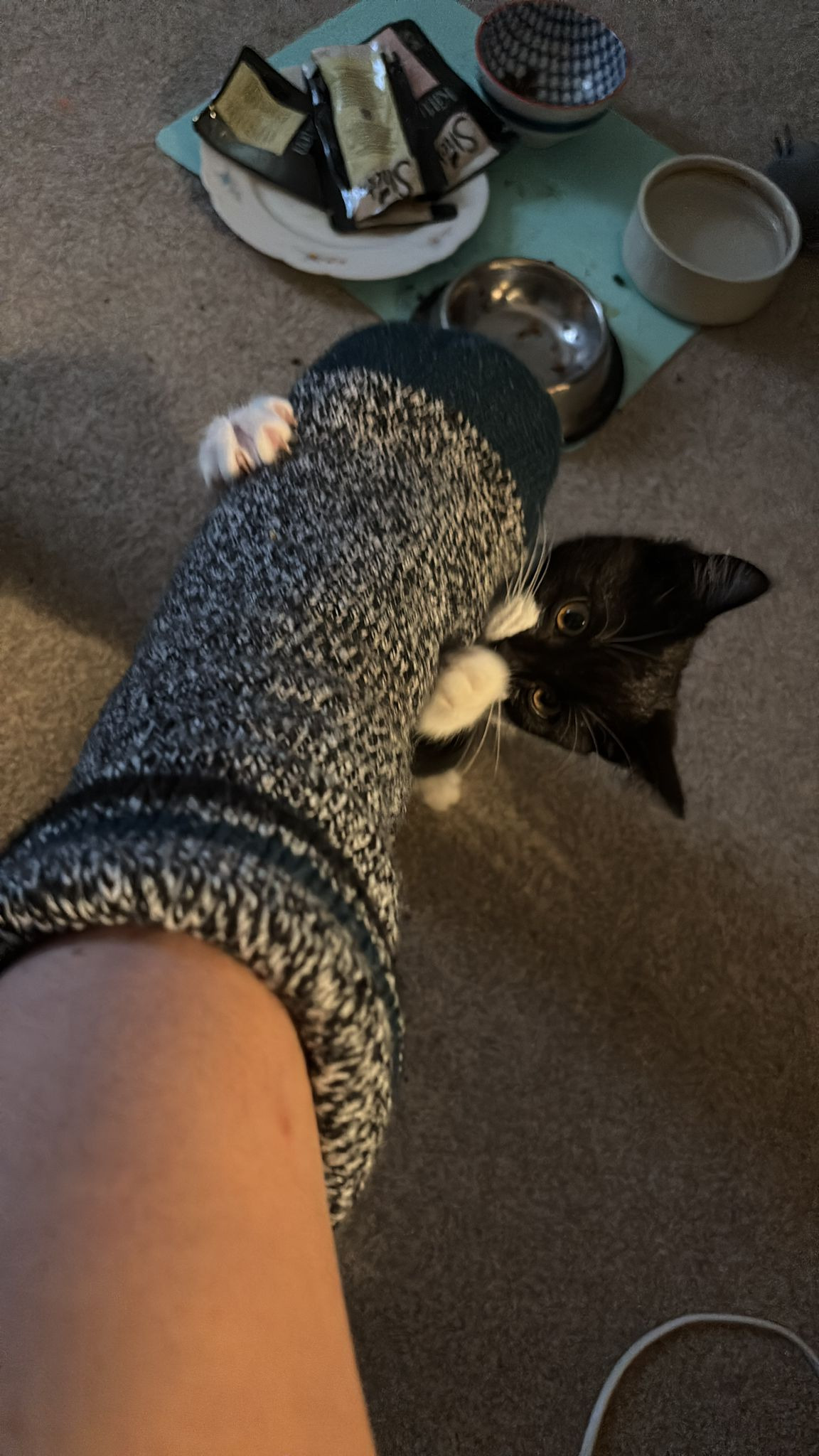 Help Dolly Pickleton! A stray kitten nearly eaten by a fox campaign photo, 2 of 6