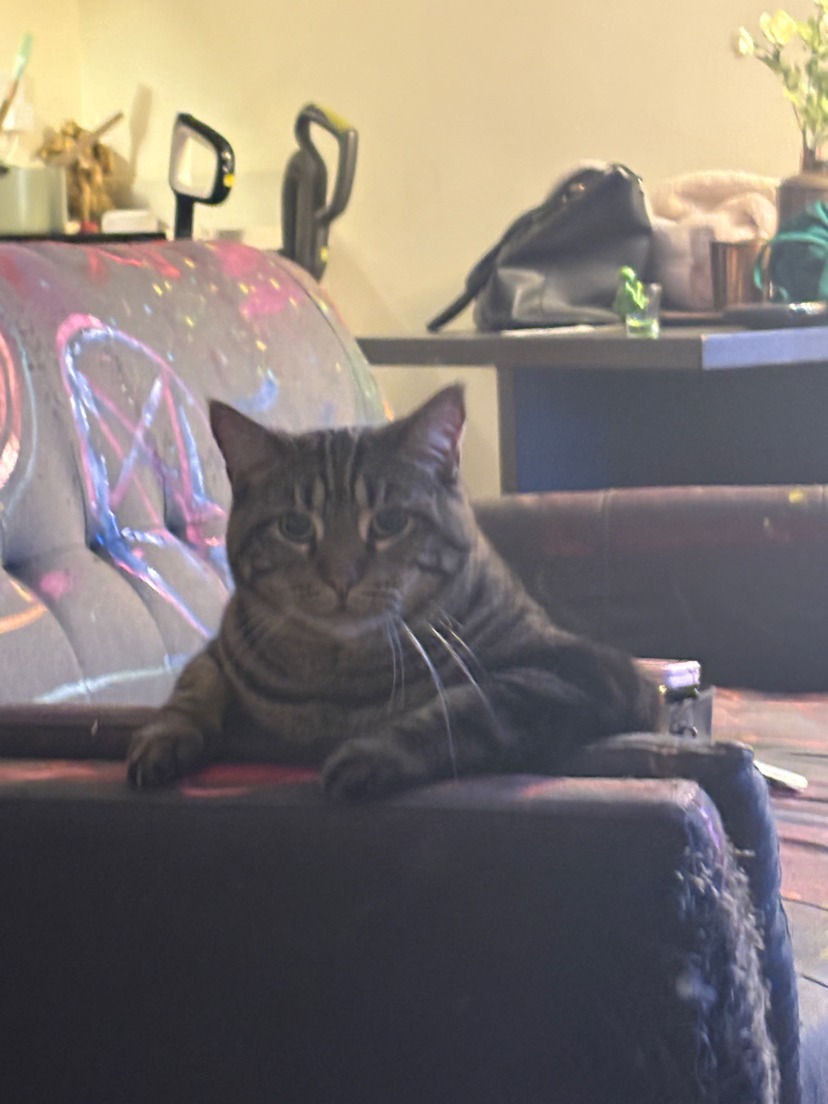 Help Apollo Get Urgent Vet Care campaign photo, 6 of 7