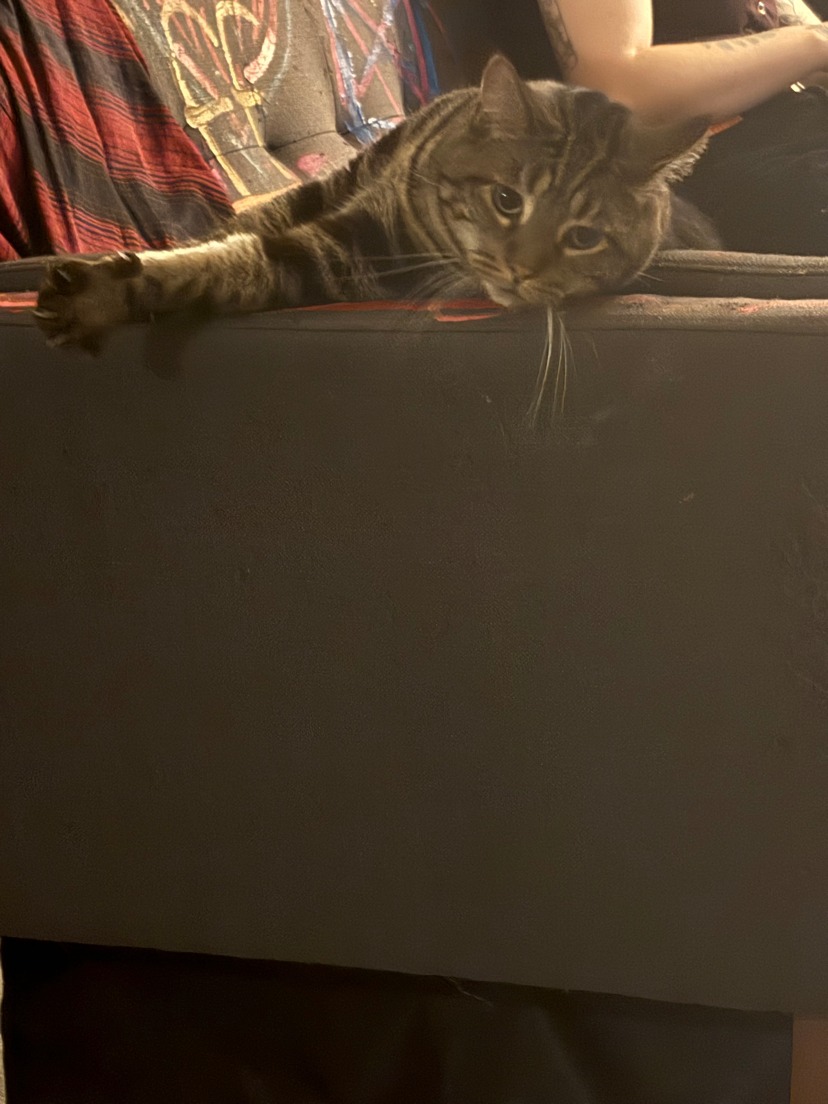 Help Apollo Get Urgent Vet Care campaign photo, 4 of 7