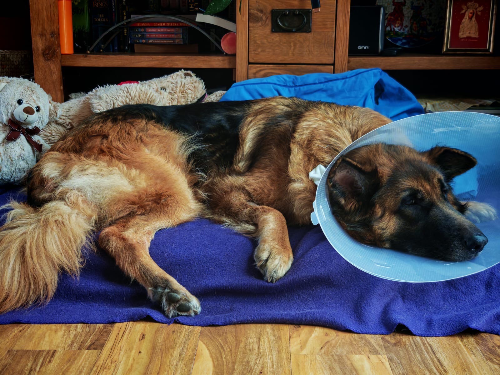 Fund Szadi’s emergency surgery (pyometra) campaign photo, 2 of 8