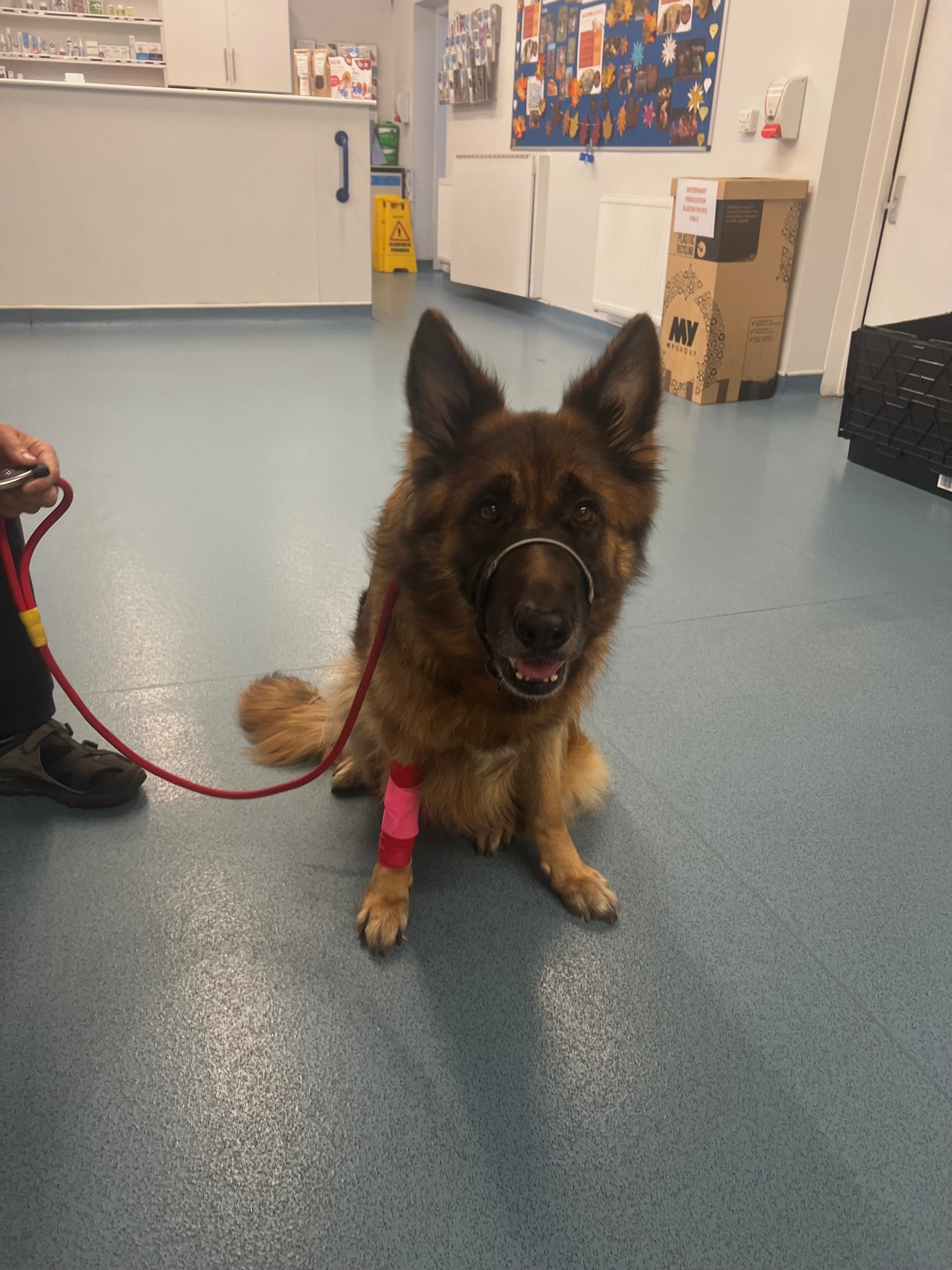 Fund Szadi’s emergency surgery (pyometra) campaign photo, 4 of 8