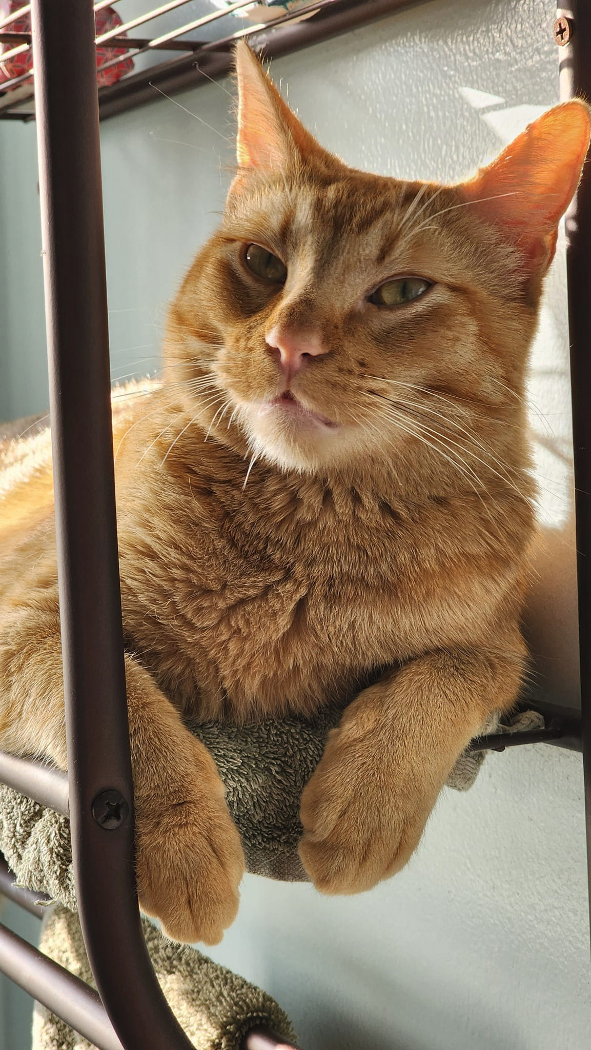 Support Obie's Critical Surgery Costs campaign photo, 2 of 7