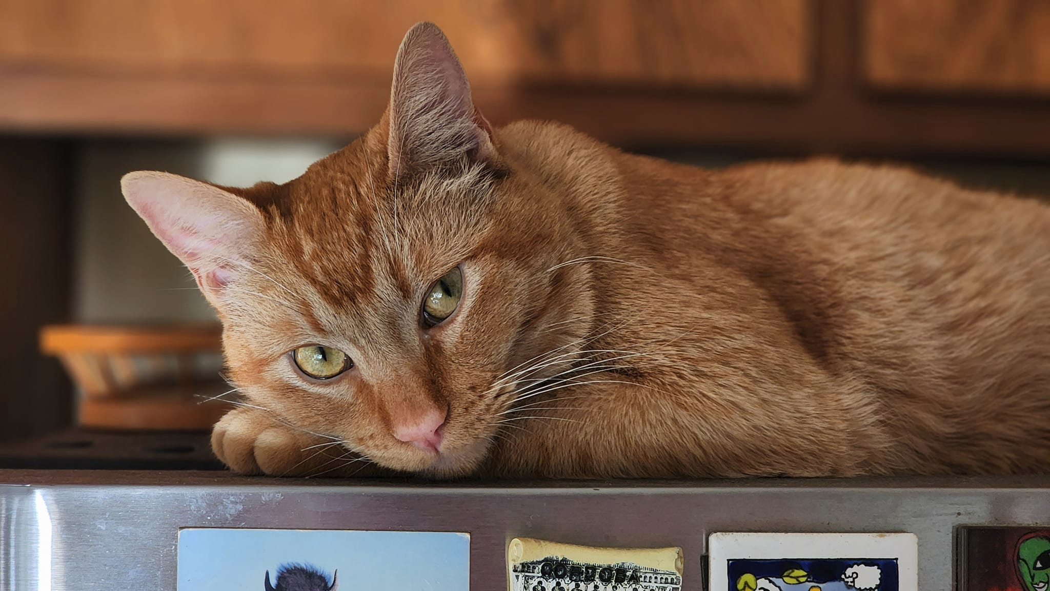 Support Obie's Critical Surgery Costs campaign photo, 4 of 7