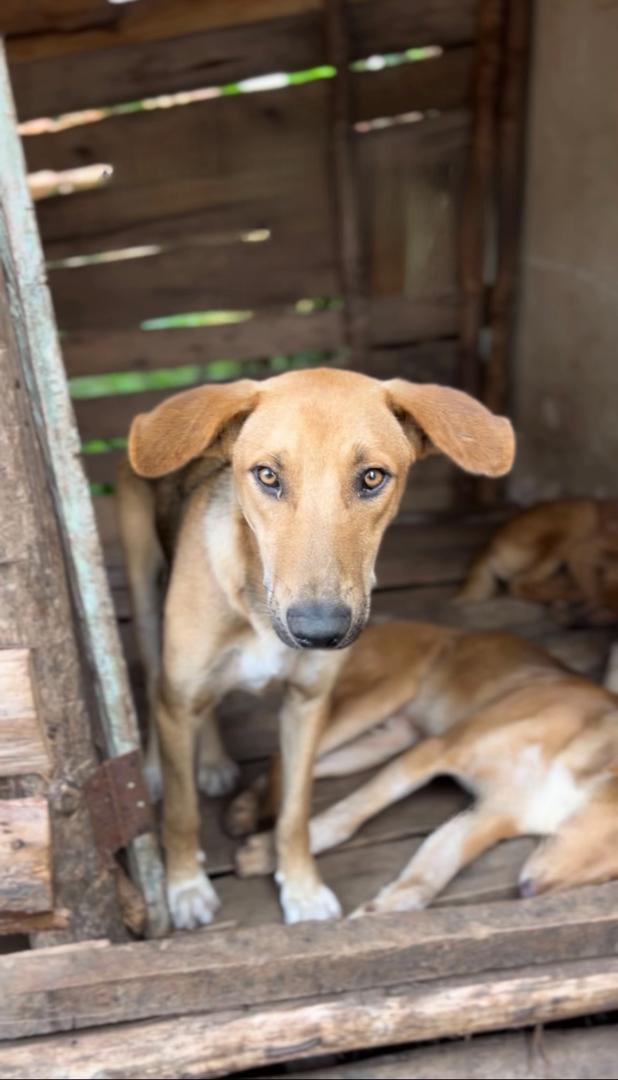 Help Save Dogshaven Uganda Give Hope to Homeless Dogs campaign photo, 5 of 6