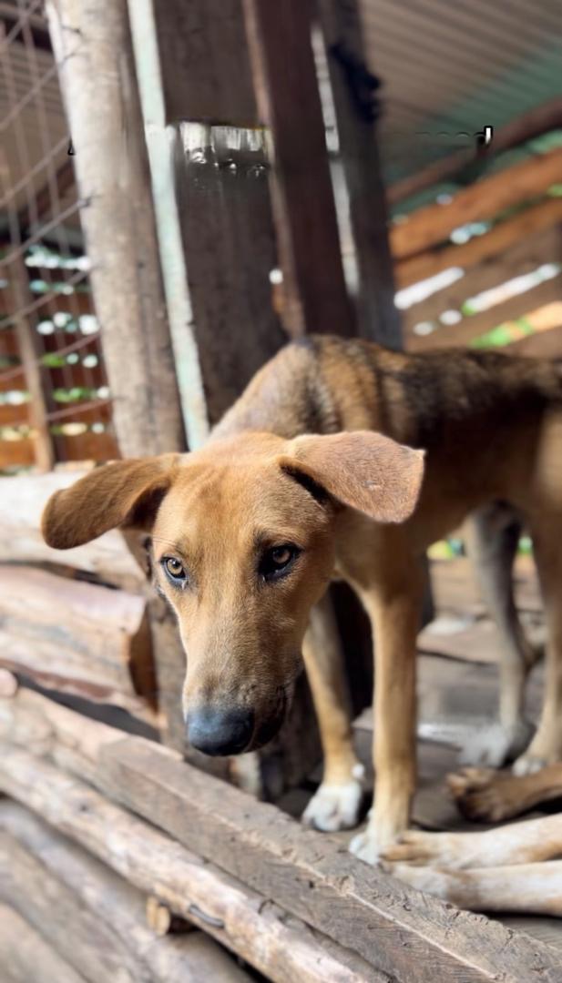 Help Save Dogshaven Uganda Give Hope to Homeless Dogs campaign photo, 2 of 6