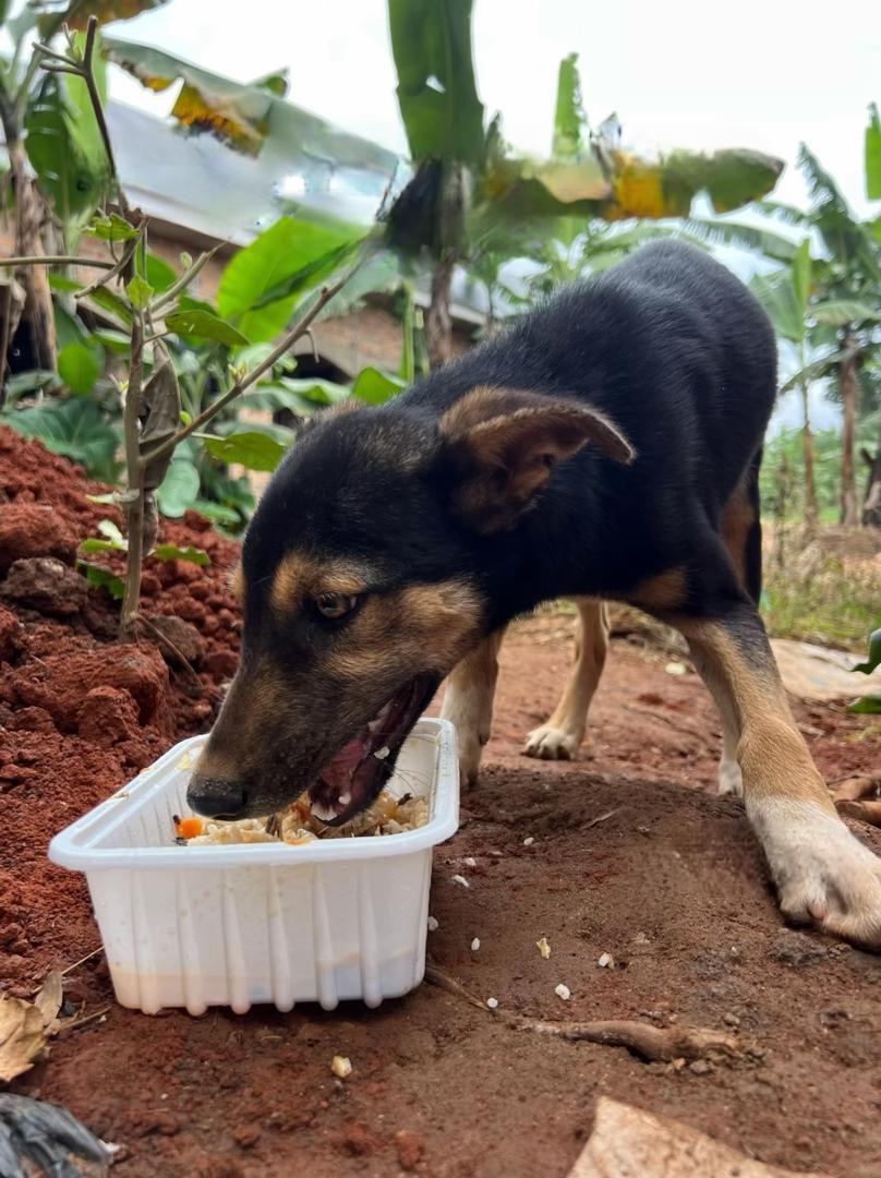 Help Save Dogshaven Uganda Give Hope to Homeless Dogs campaign photo, 4 of 6