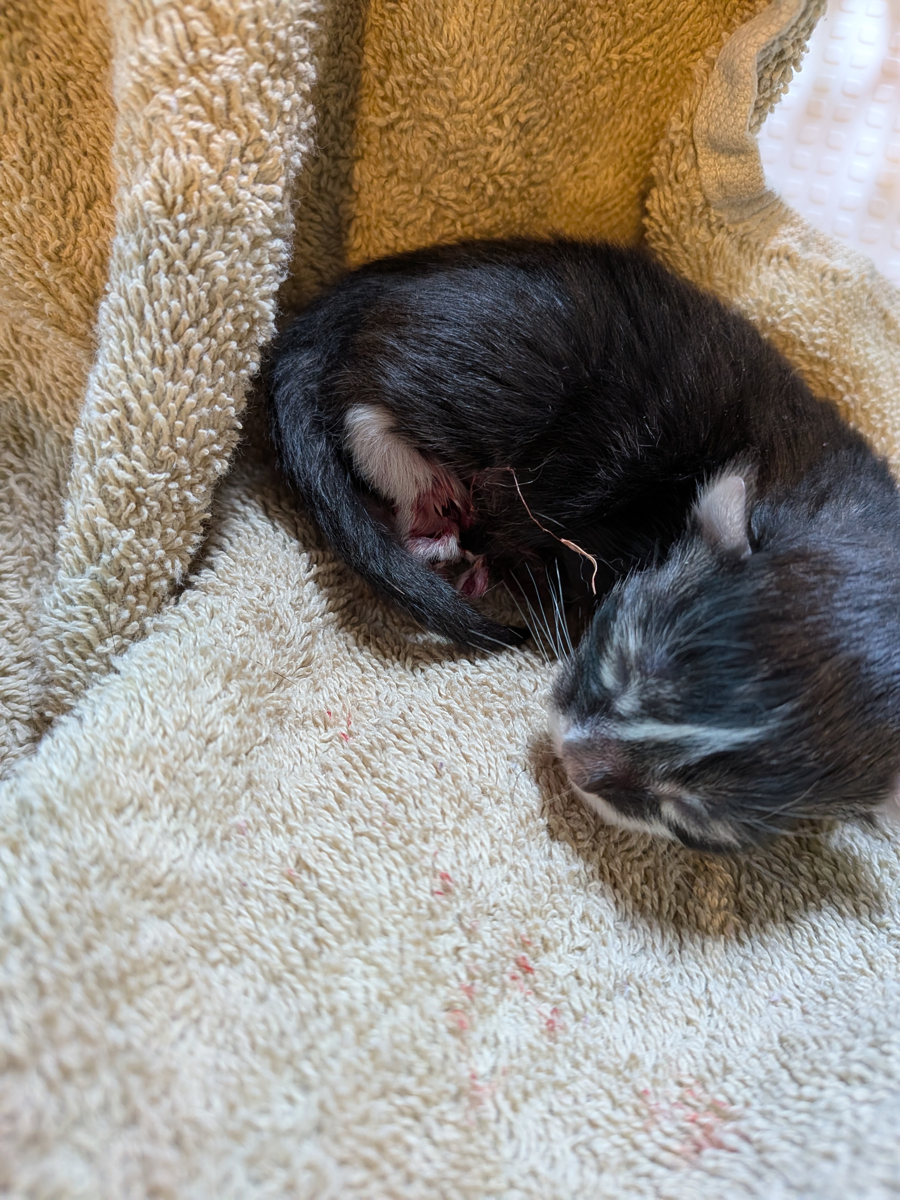 You are giving kitten, Junior Mint, a Fighting Chance! campaign photo, 6 of 7