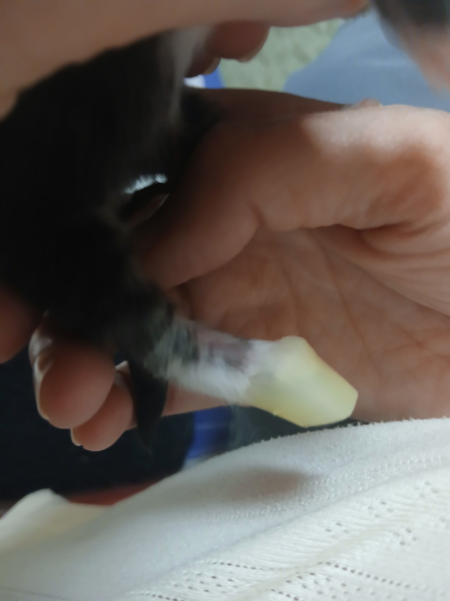 You are giving kitten, Junior Mint, a Fighting Chance! campaign photo, 2 of 7