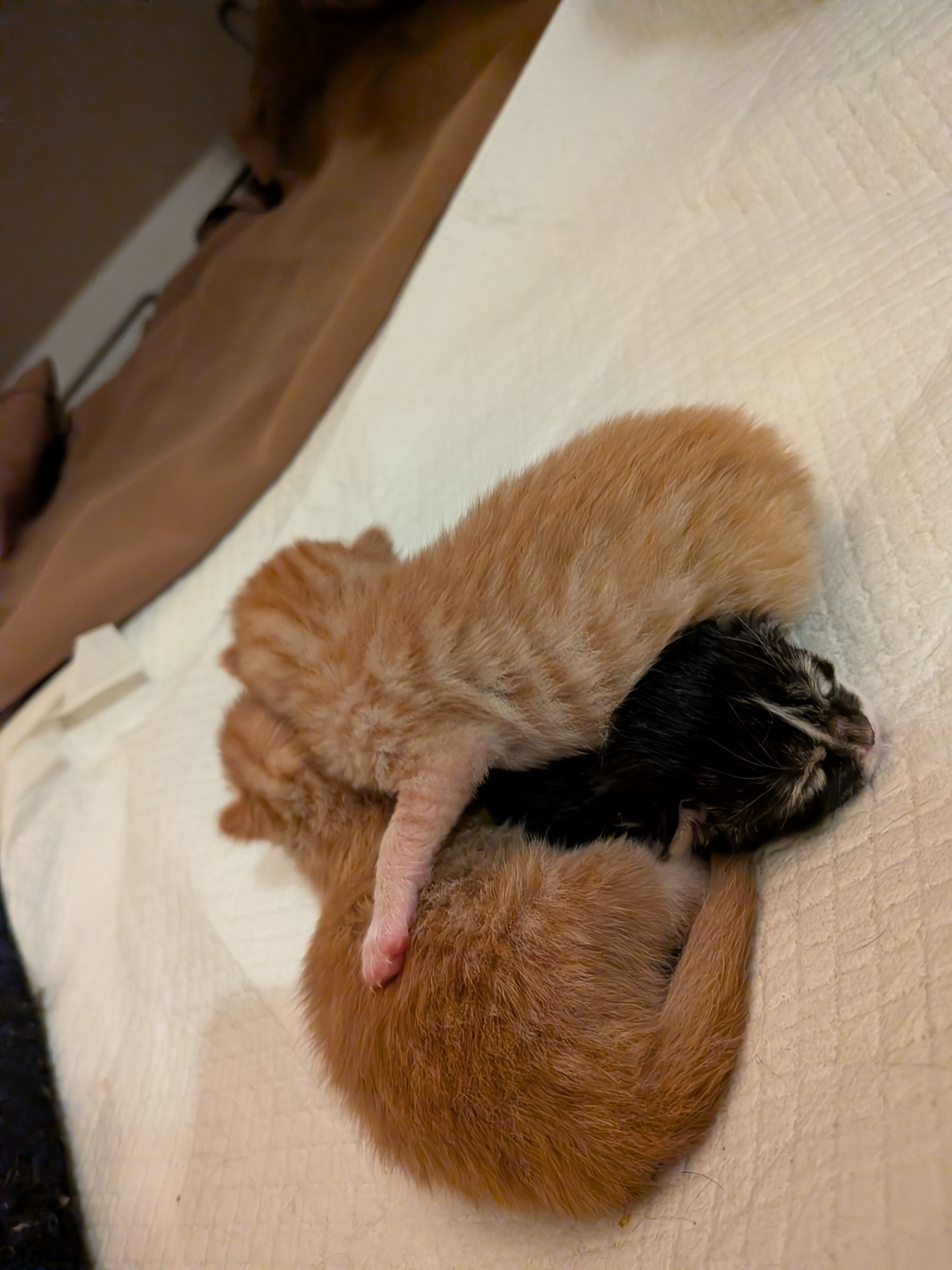 You are giving kitten, Junior Mint, a Fighting Chance! campaign photo, 5 of 7