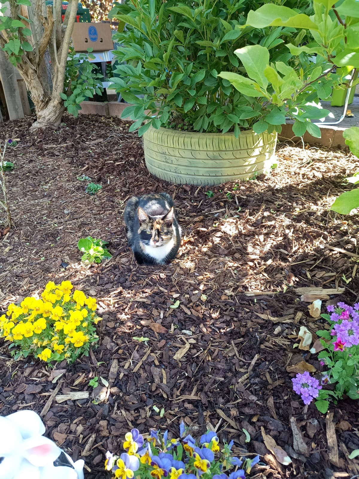 Hilfe bei den Tierarztkosten für unsere Katze Minnie campaign photo, 4 of 4
