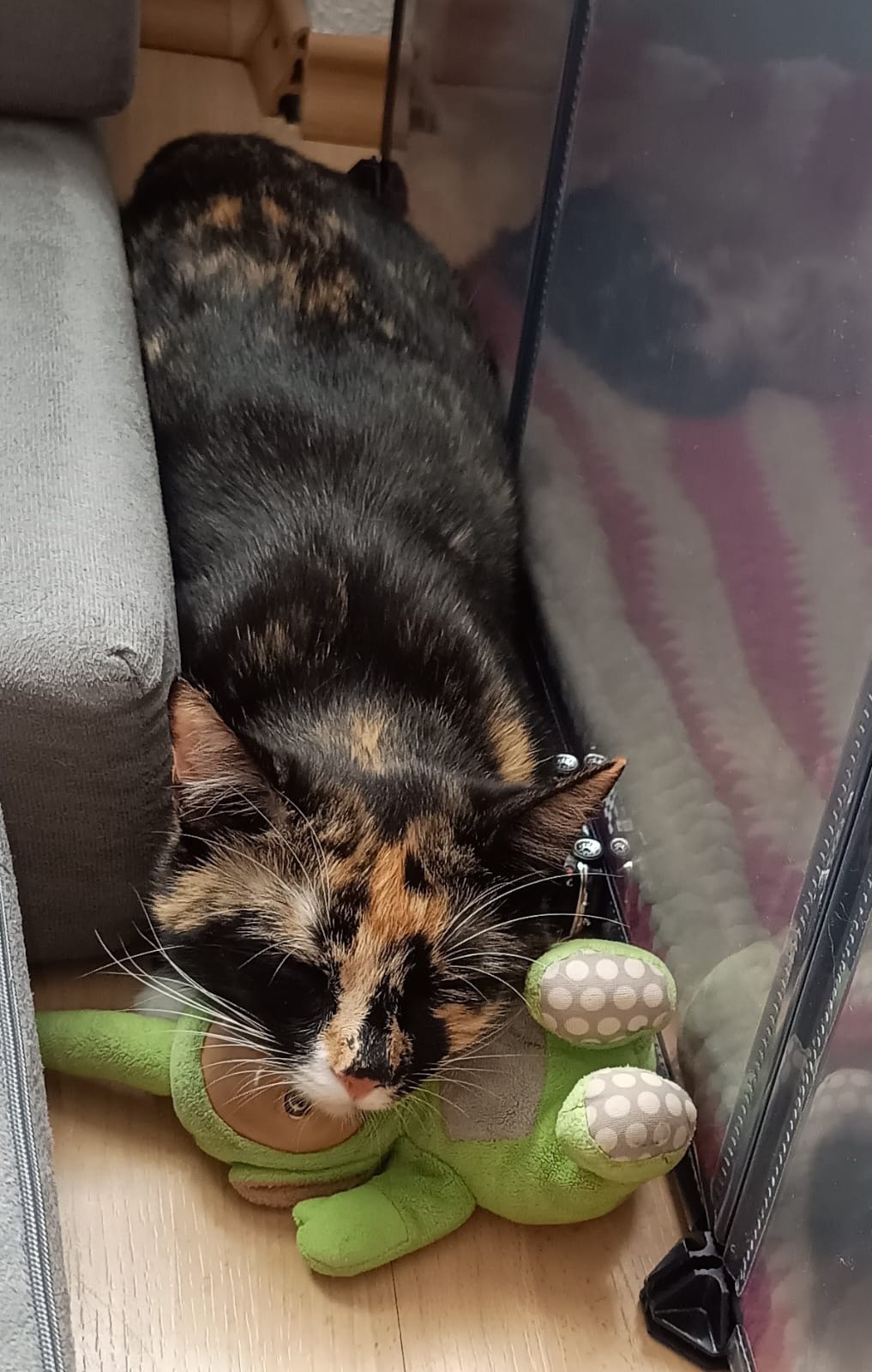Hilfe bei den Tierarztkosten für unsere Katze Minnie campaign photo, 2 of 4