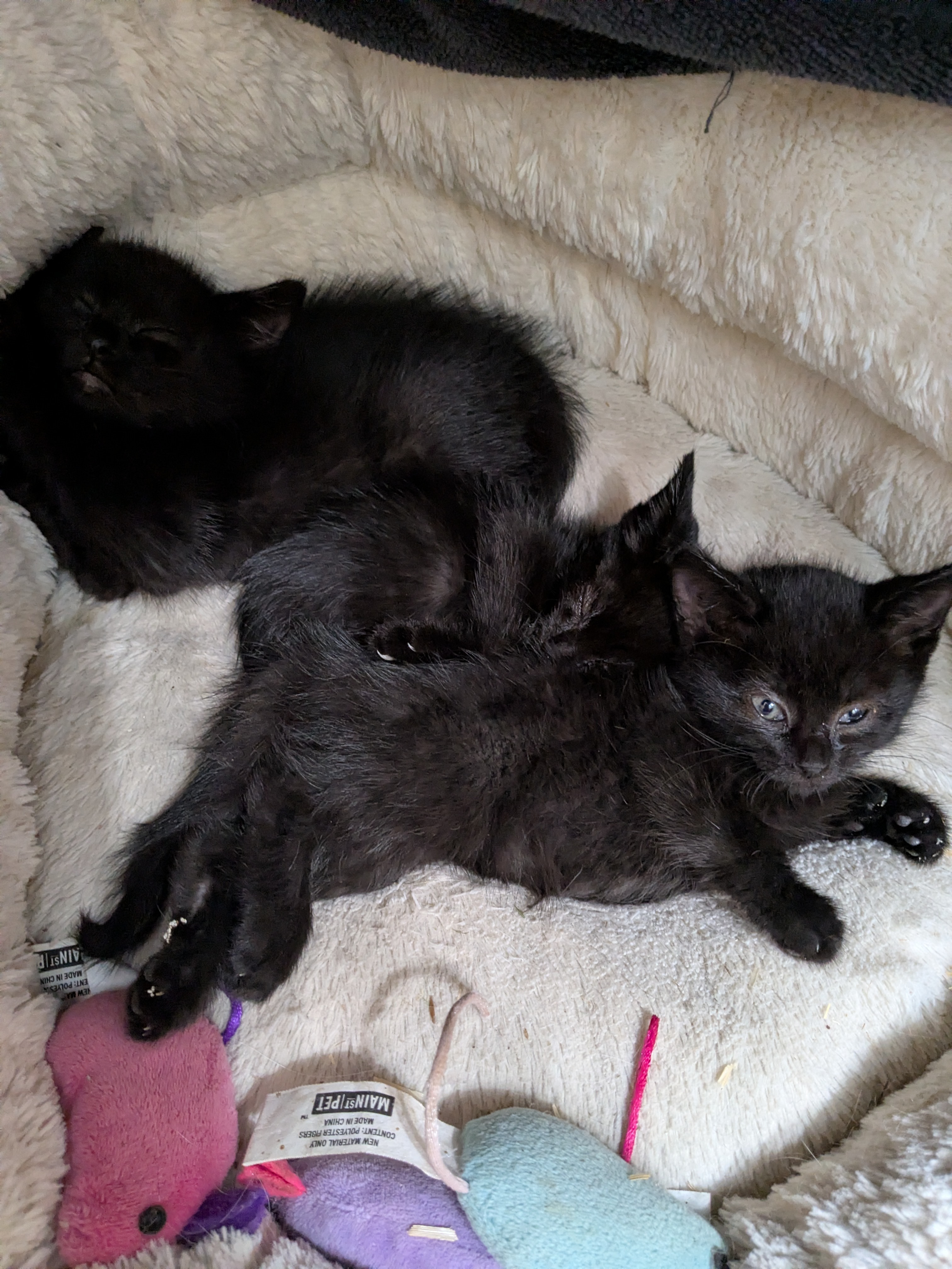 Kittens medical care and Trap&Release of feral cats campaign photo, 7 of 8