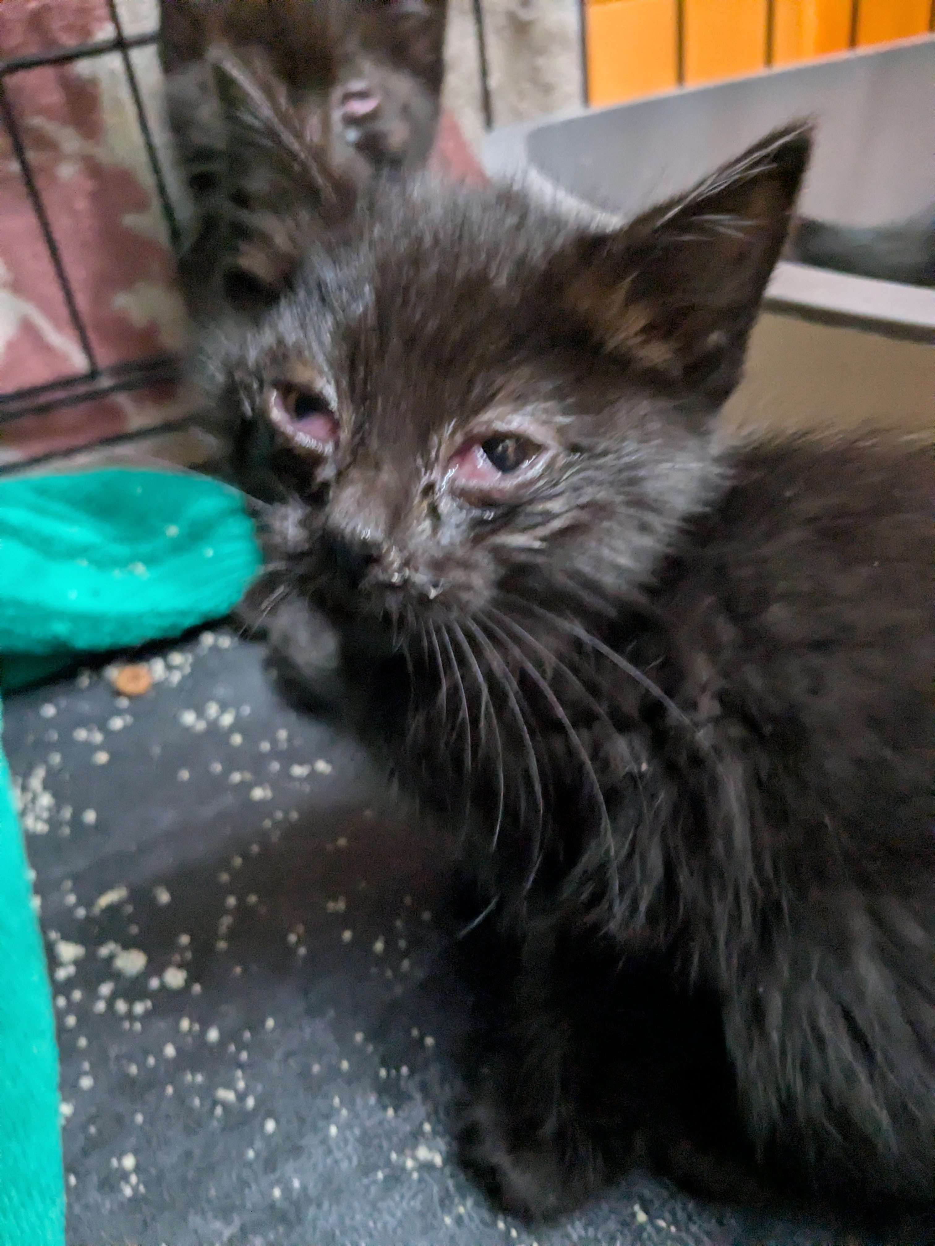 Kittens medical care and Trap&Release of feral cats campaign photo, 2 of 8