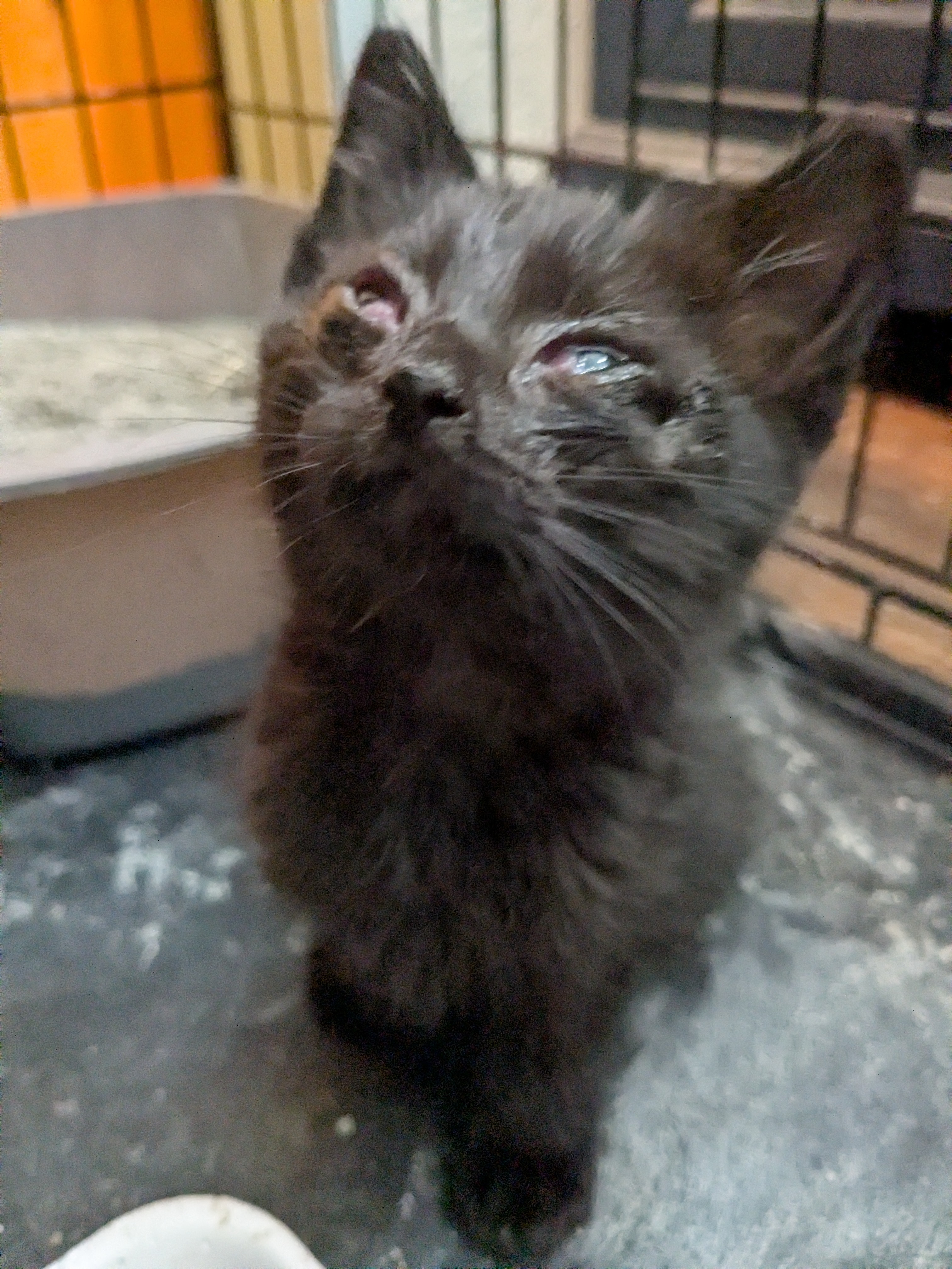 Kittens medical care and Trap&Release of feral cats campaign photo, 4 of 8