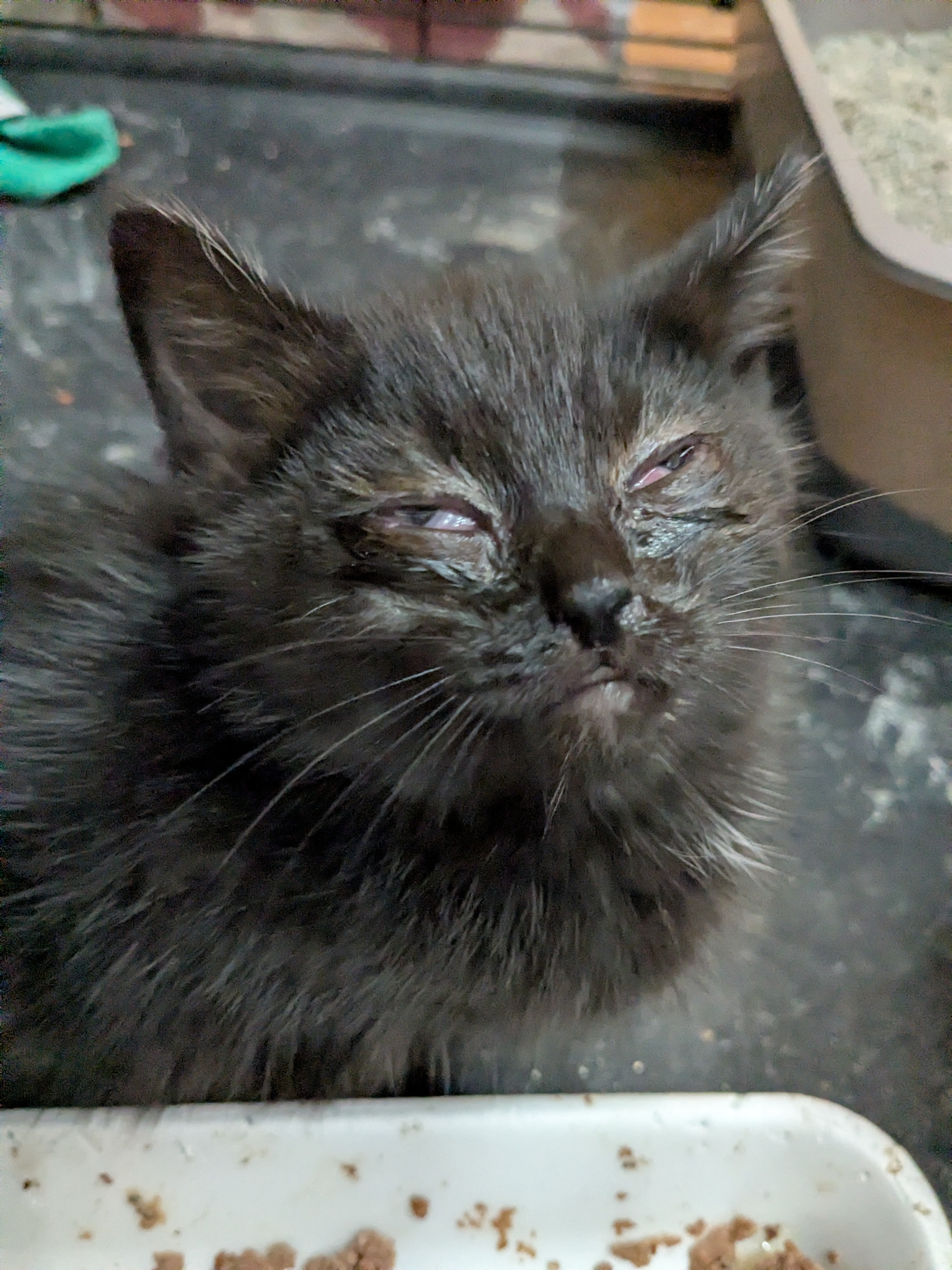 Kittens medical care and Trap&Release of feral cats campaign photo, 5 of 8