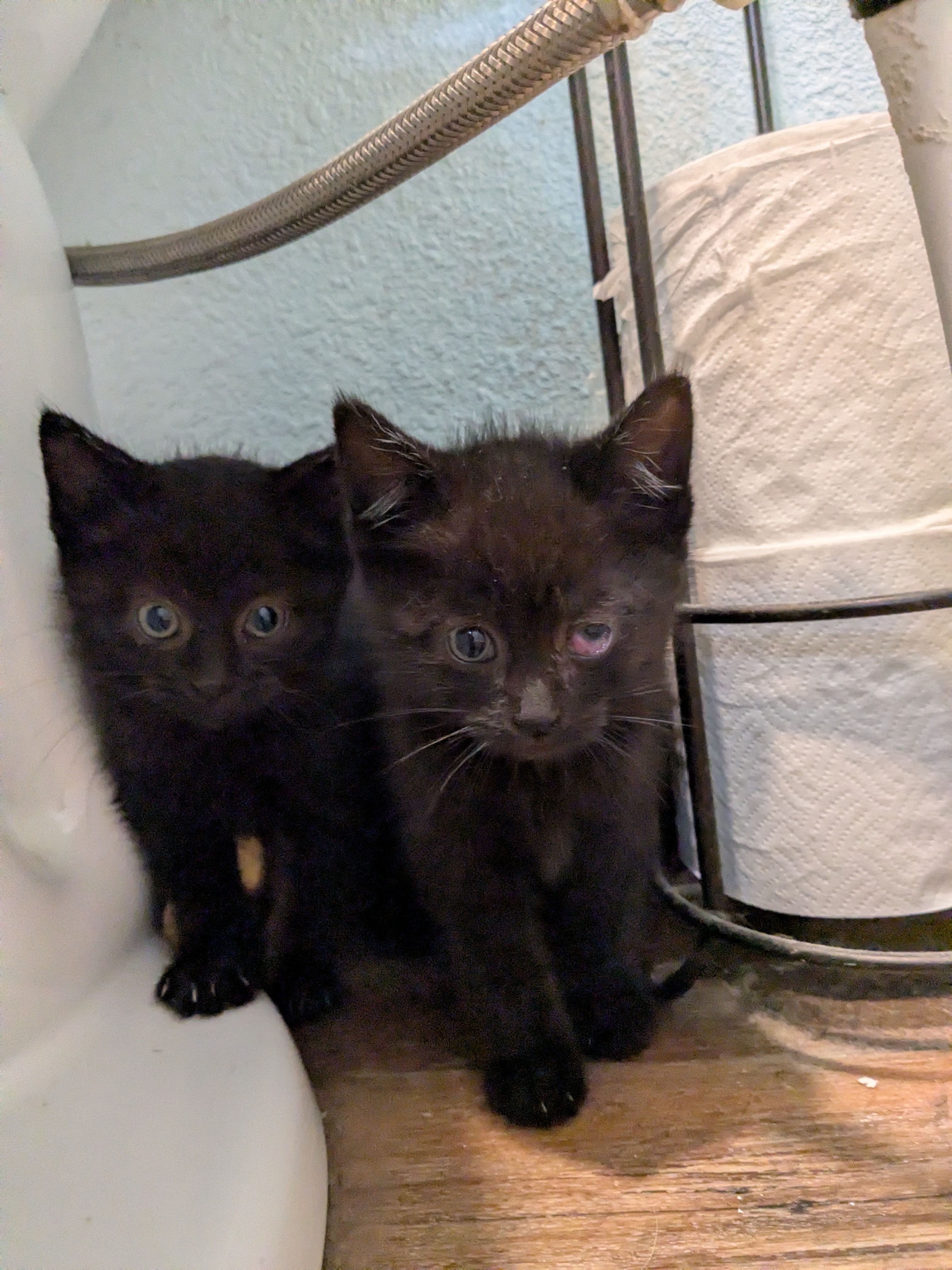 Kittens medical care and Trap&Release of feral cats campaign photo, 6 of 8