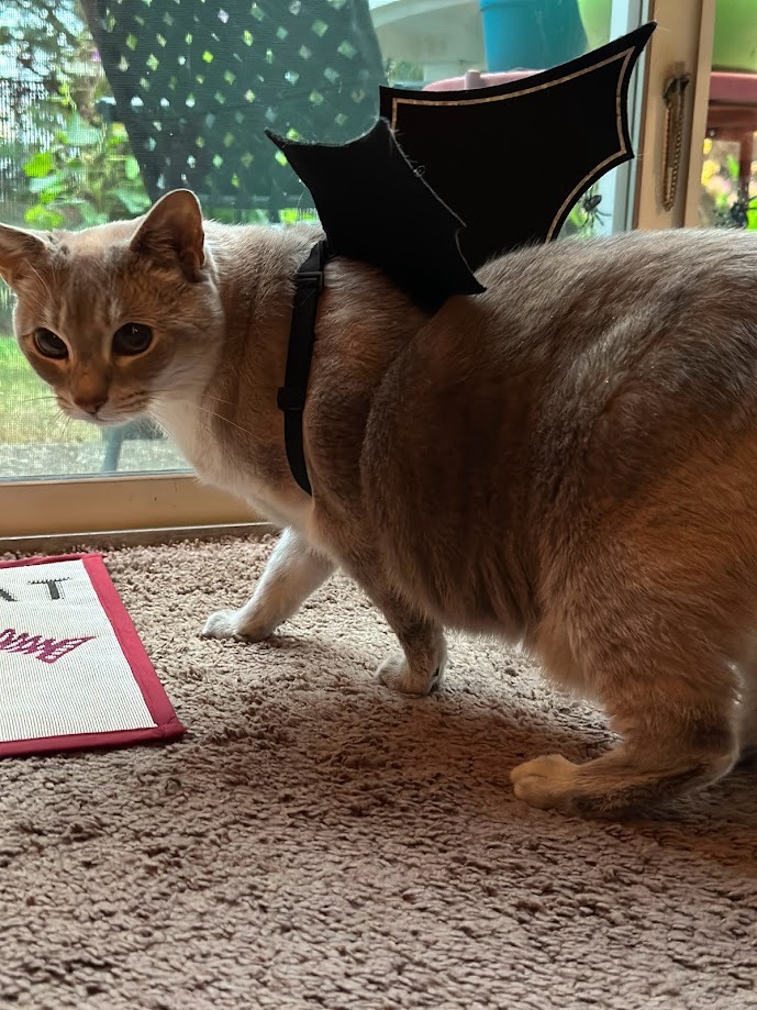 Donate to Help Melody and Her Loving Owner campaign photo, 7 of 8