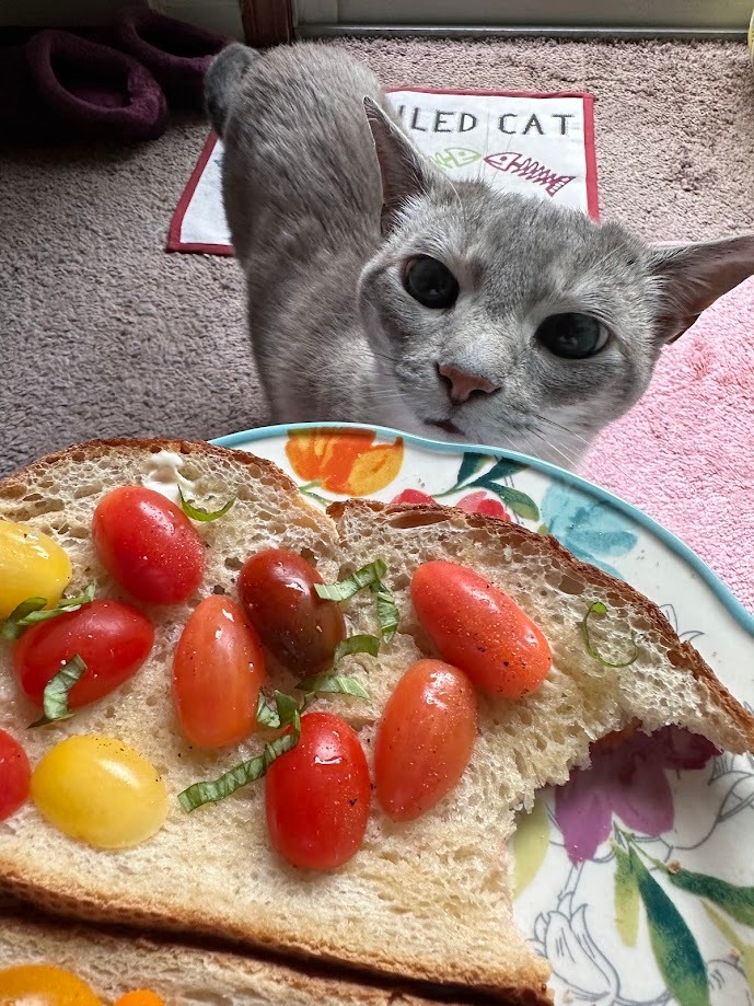 Donate to Help Melody and Her Loving Owner campaign photo, 2 of 8