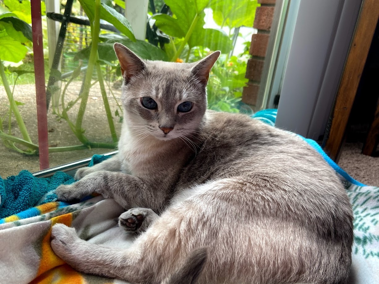 Donate to Help Melody and Her Loving Owner campaign photo, 4 of 8