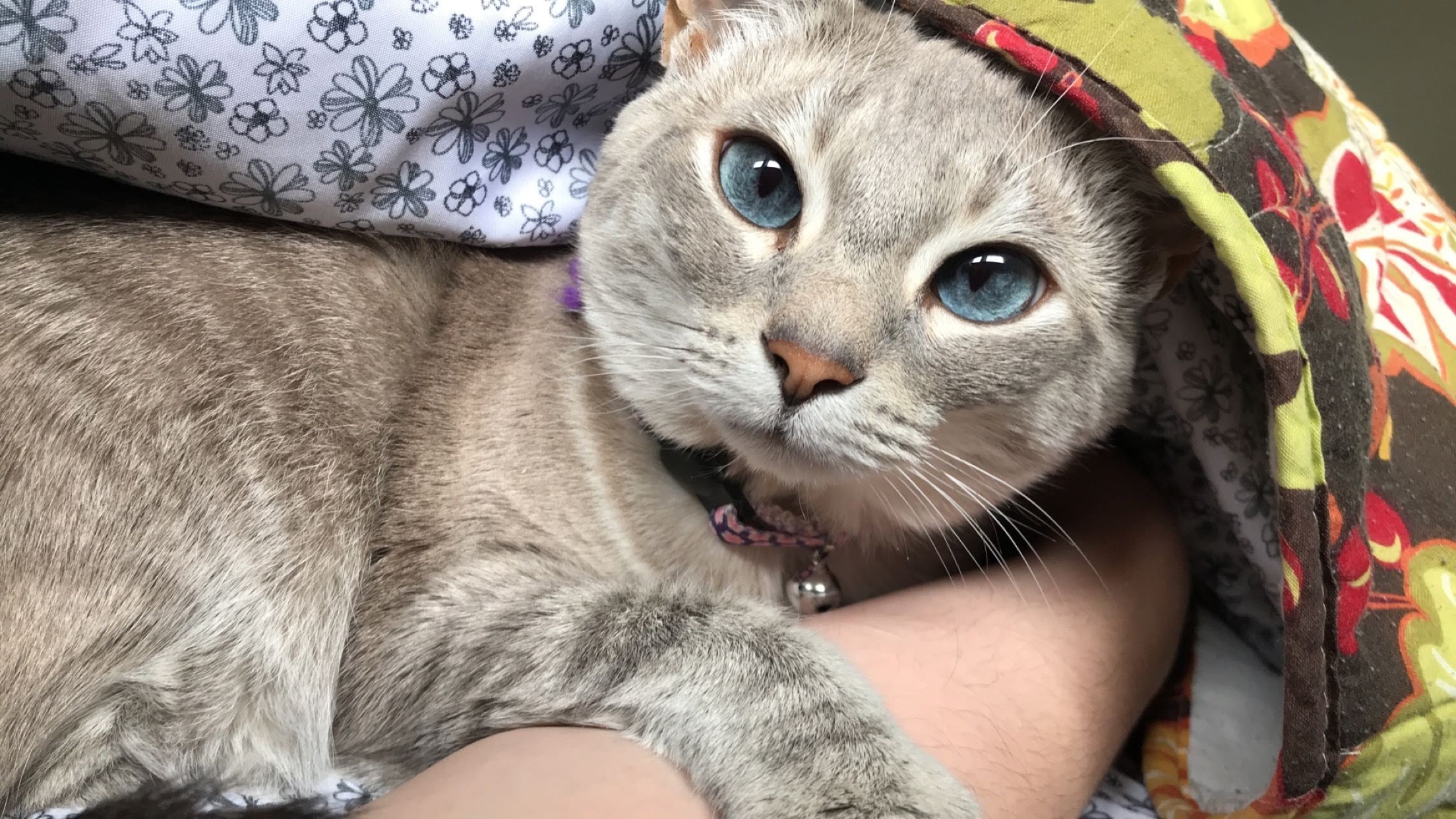 Donate to Help Melody and Her Loving Owner campaign photo, 5 of 8