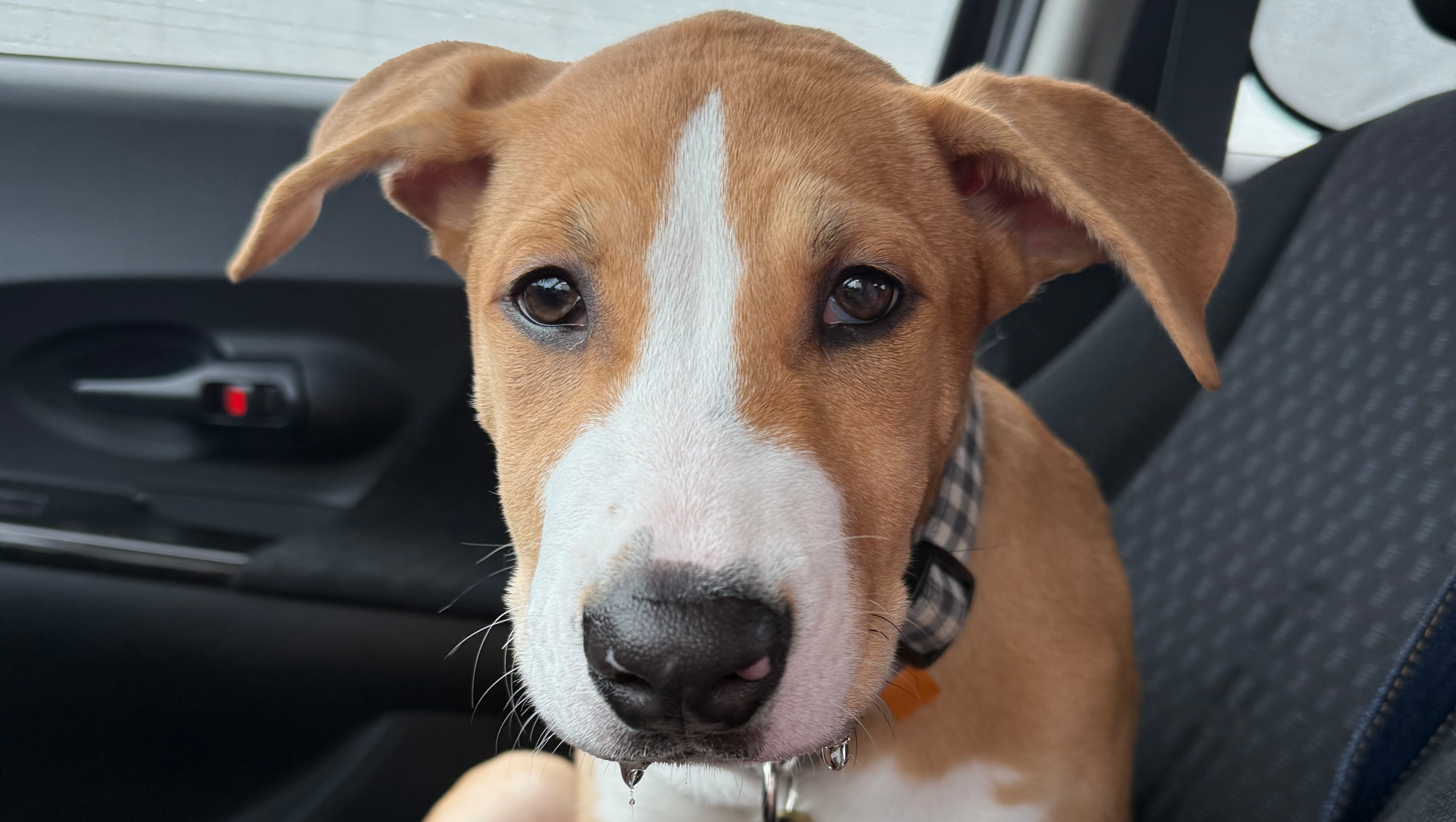 Help Give Aki a Second Chance photo