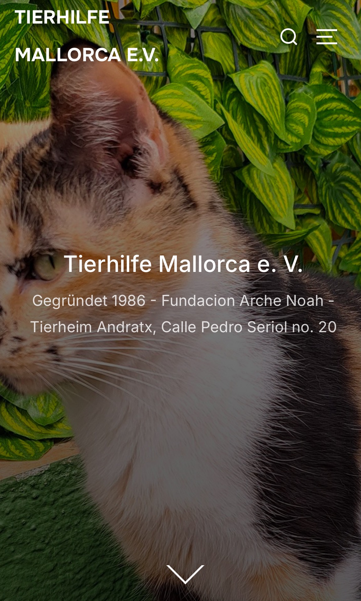 Rettet das Haupthaus der Tierhilfe Mallorca E.V campaign photo, 4 of 5