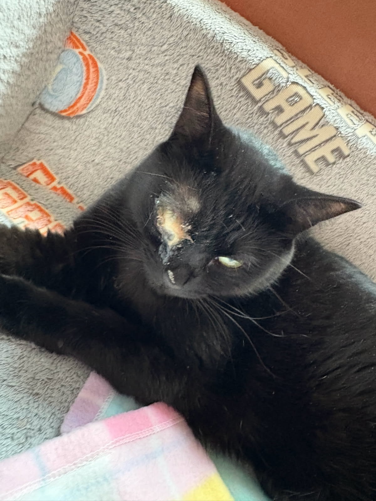 Support Nova's Eye Removal Surgery campaign photo, 4 of 5