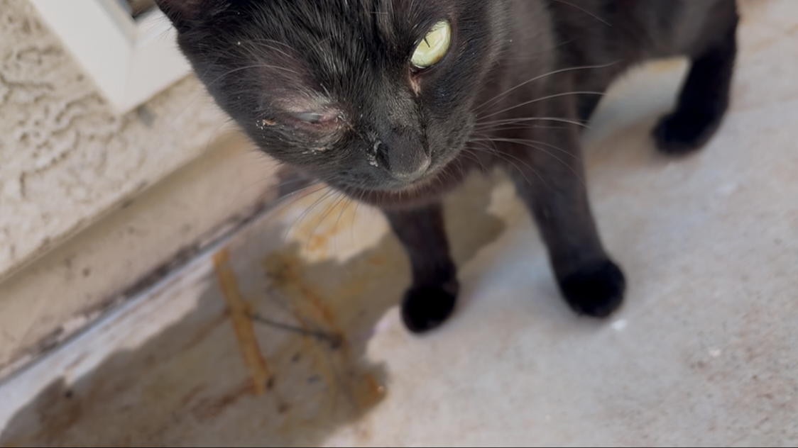Support Nova's Eye Removal Surgery campaign photo, 2 of 5