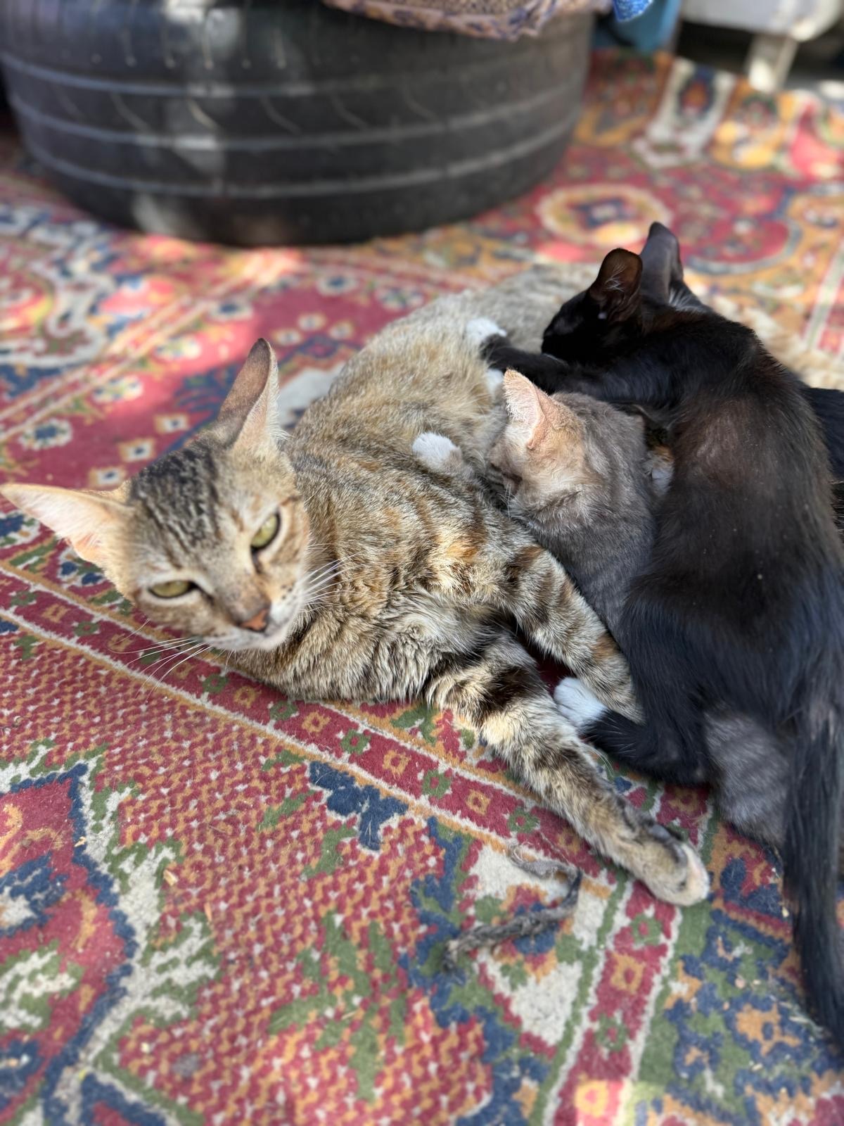 Medical Help & Shelter for My Cats,  Every Life Matters campaign photo, 4 of 5