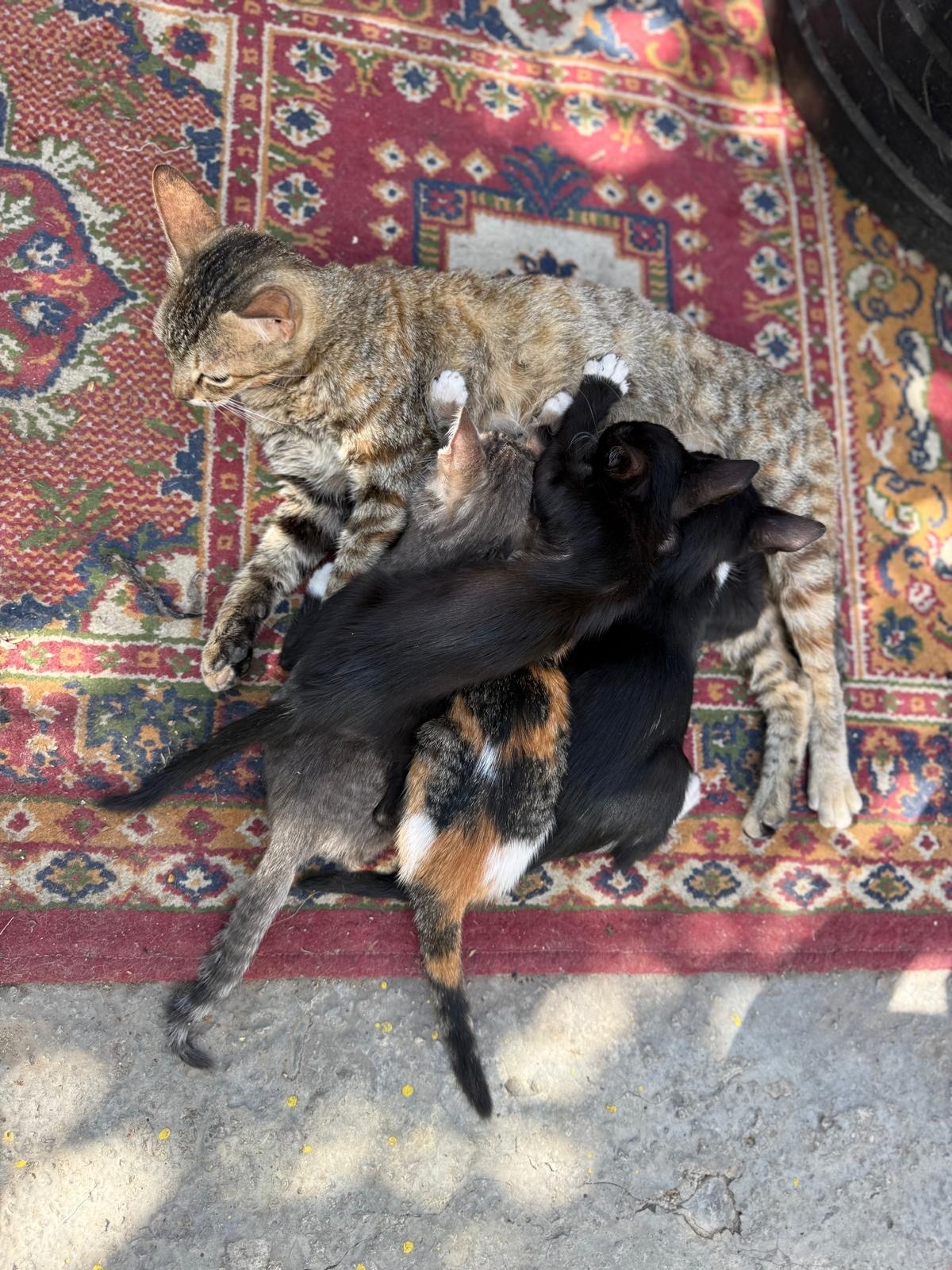 Medical Help & Shelter for My Cats,  Every Life Matters campaign photo, 2 of 5