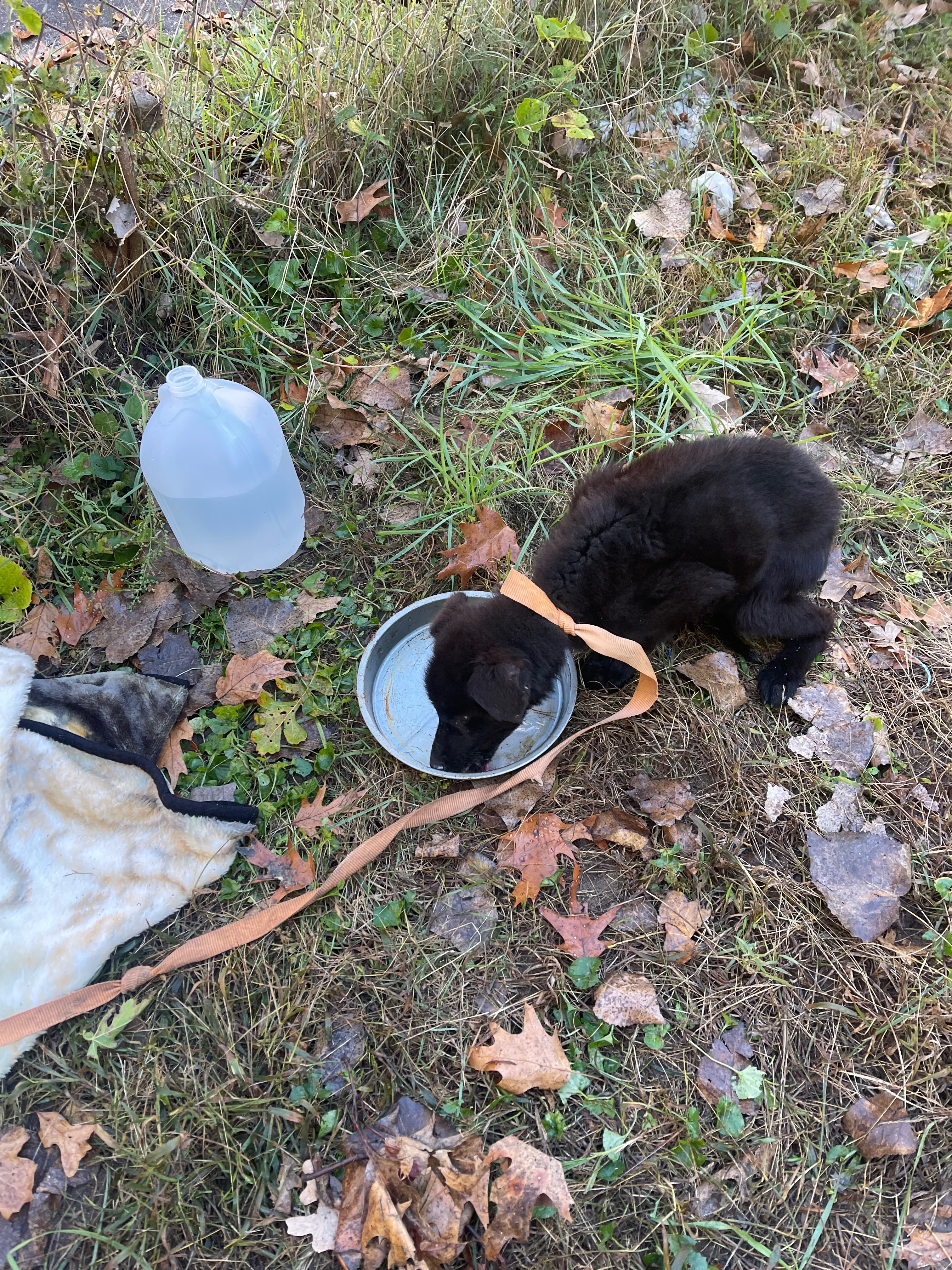 RIP Sweet Jack: New mission. Animal Neglect Accountability campaign photo, 5 of 6