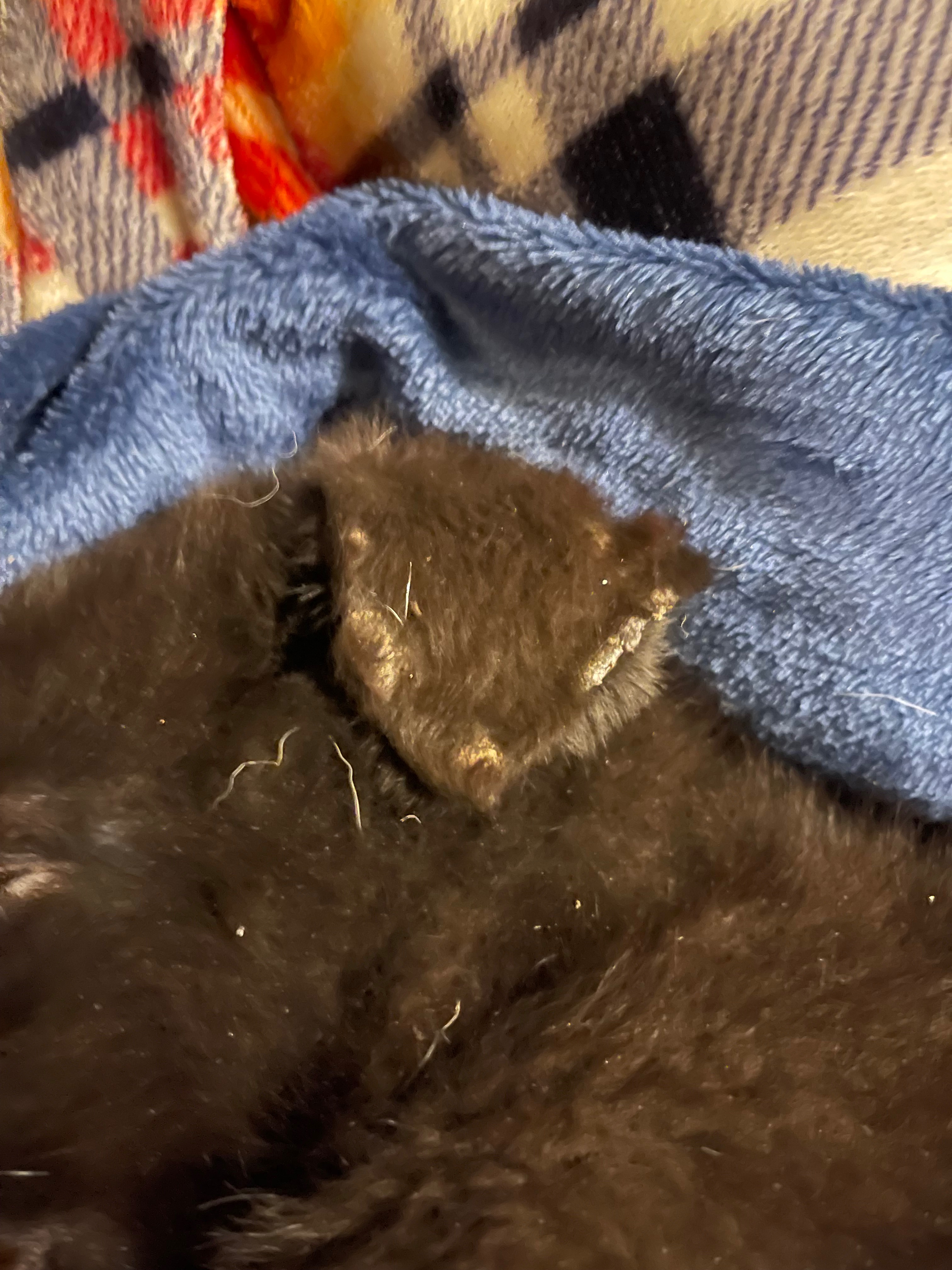 RIP Sweet Jack: New mission. Animal Neglect Accountability campaign photo, 2 of 6