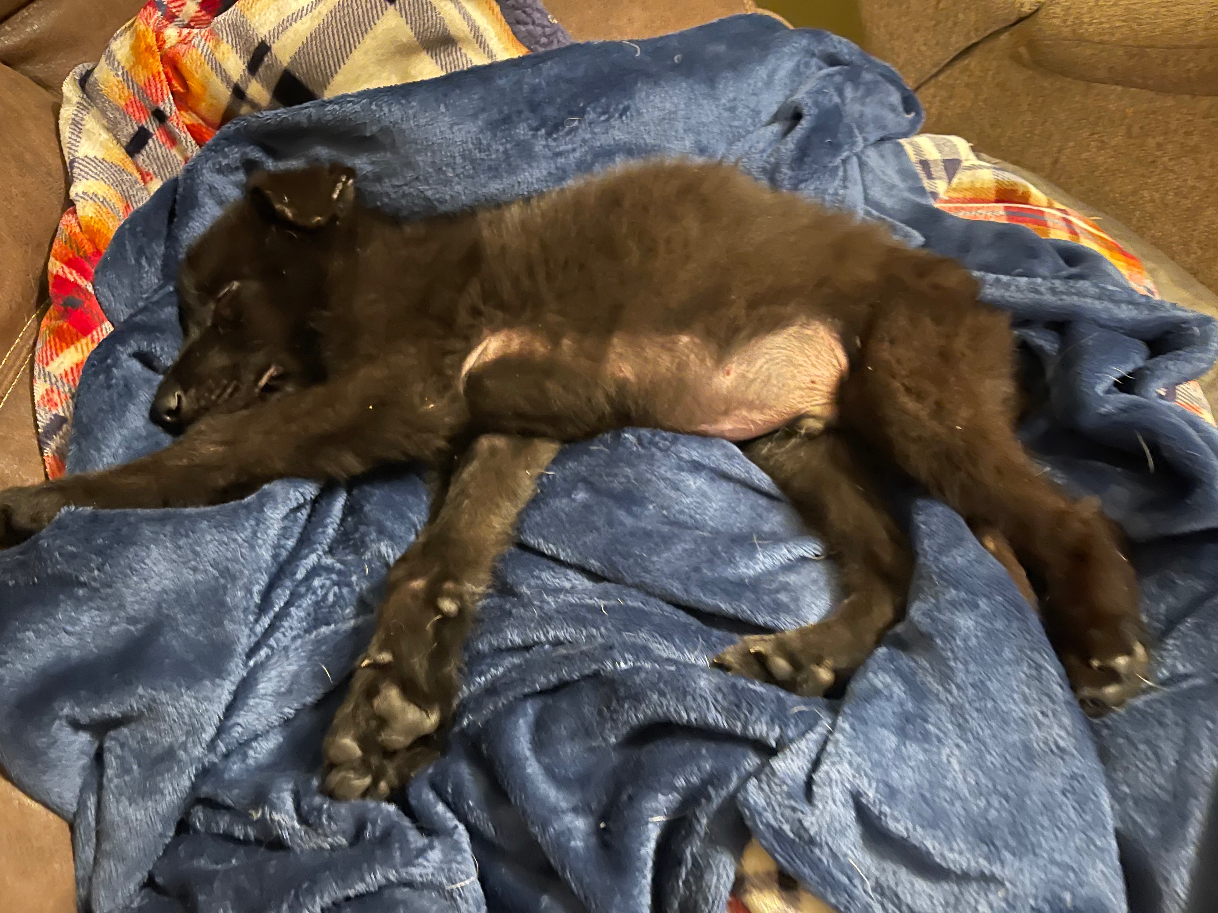 RIP Sweet Jack: New mission. Animal Neglect Accountability campaign photo, 4 of 6