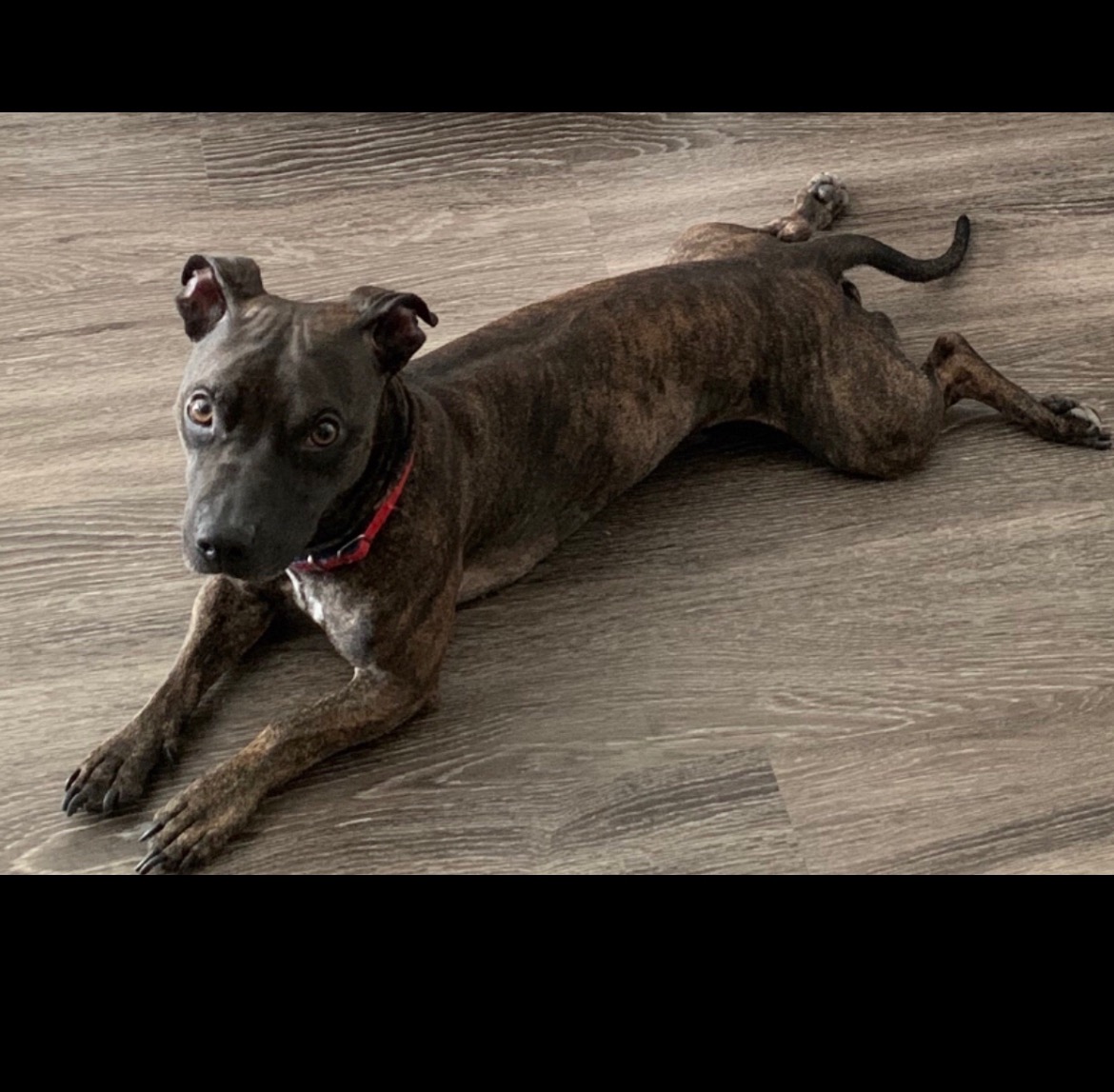 Please help save Rocky!! campaign photo, 5 of 6