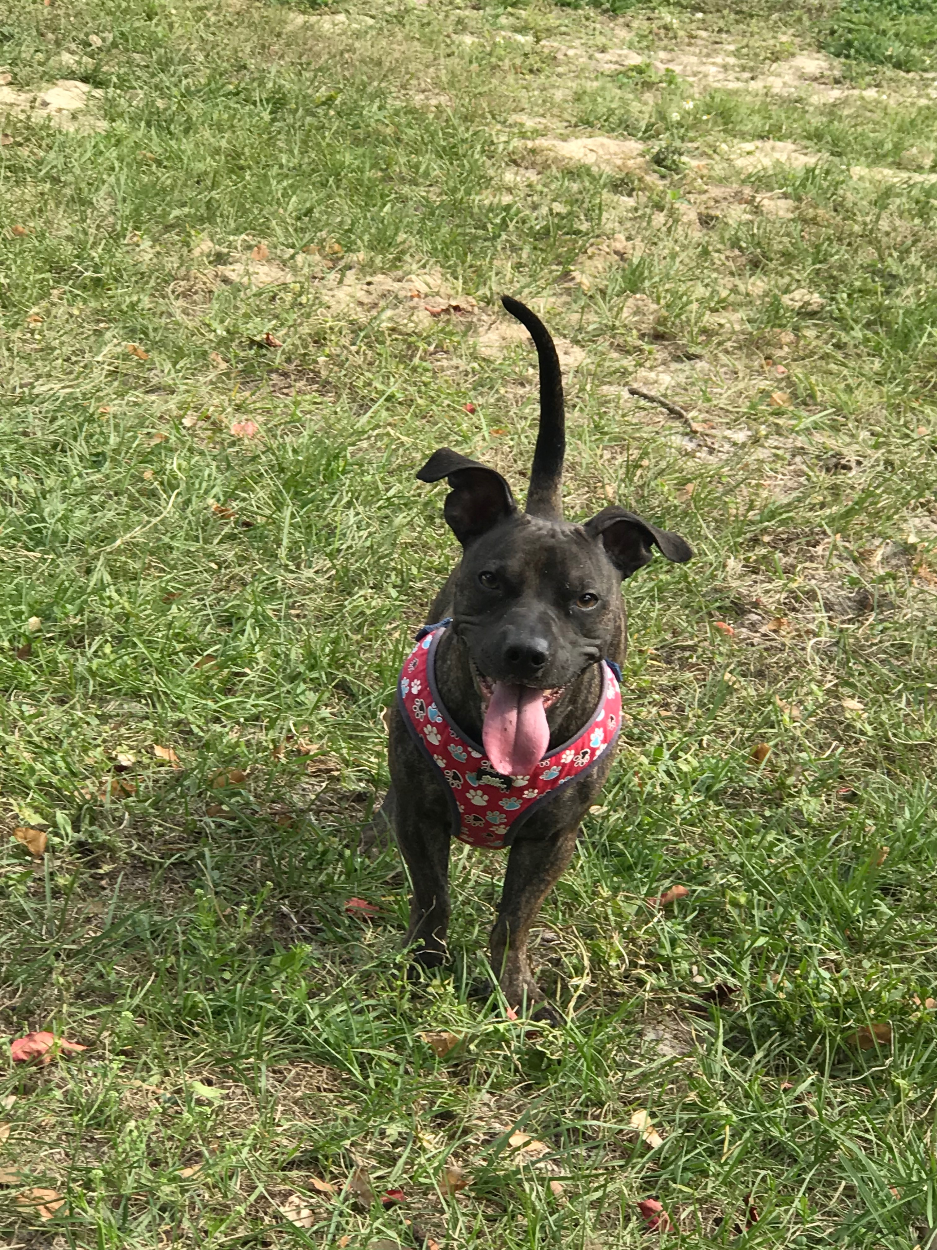 Please help save Rocky!! campaign photo, 2 of 6