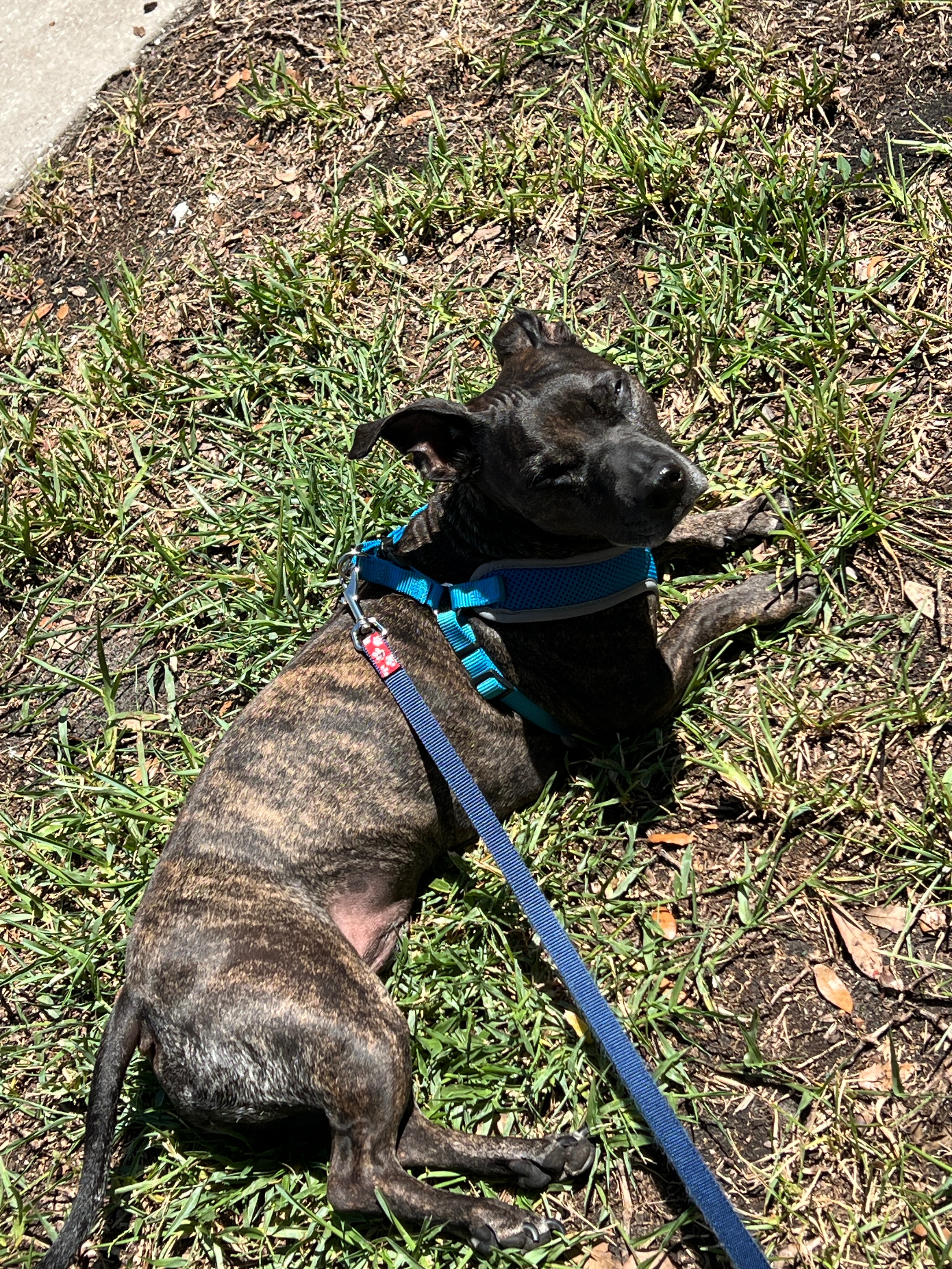 Please help save Rocky!! campaign photo, 4 of 6