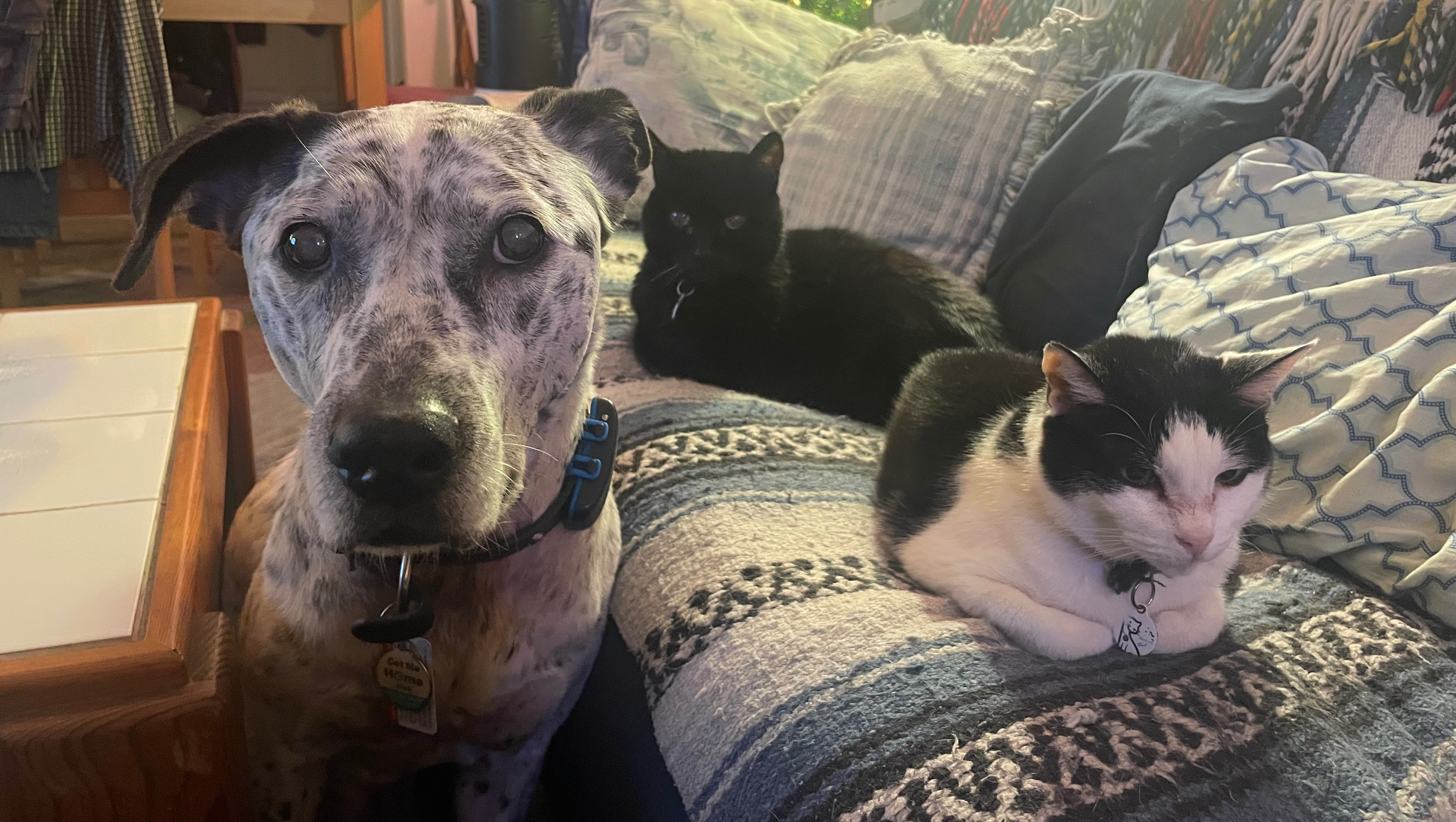 Help Keep Lara and the Three Pawsketeers Together! photo